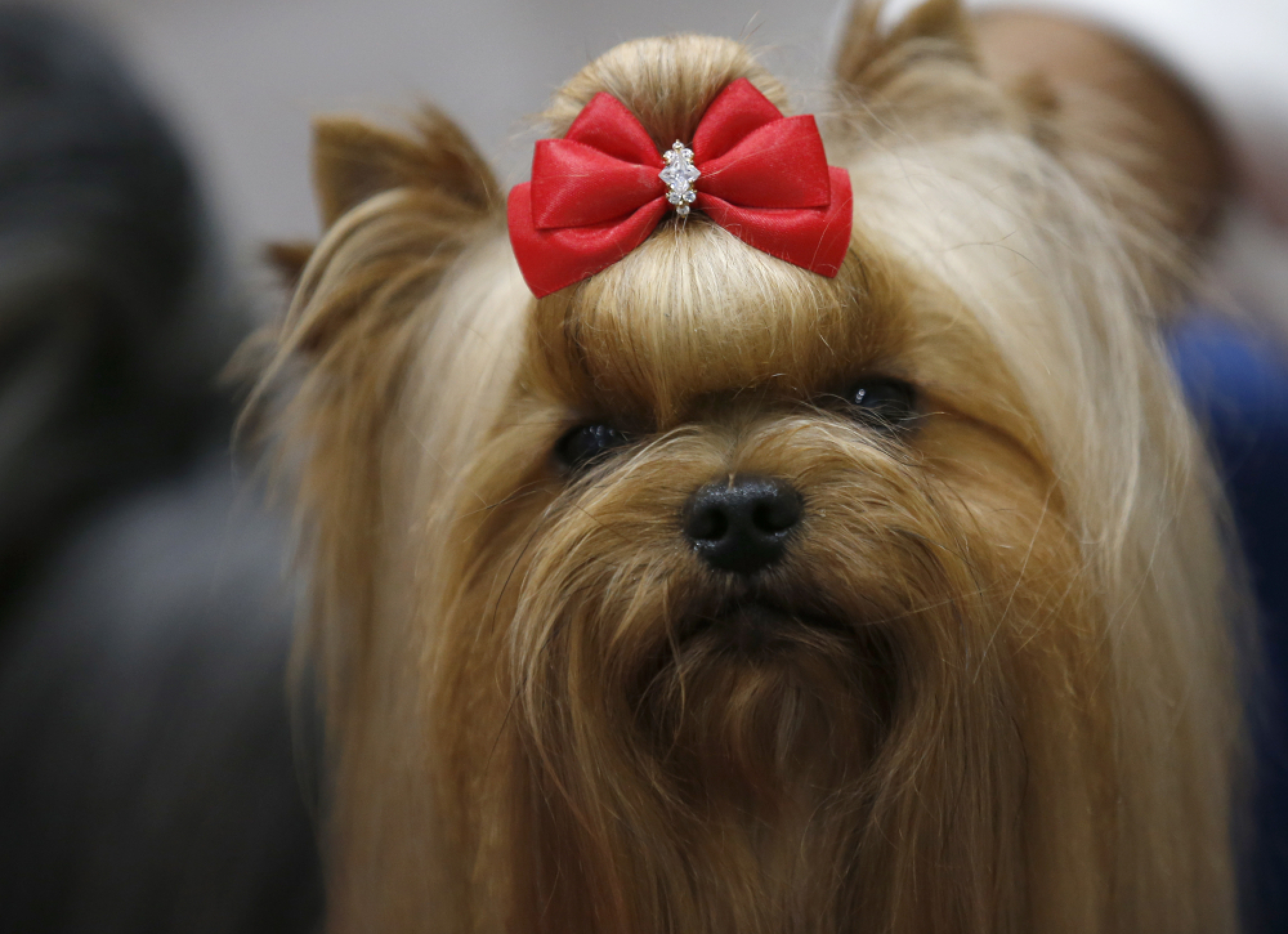 Thailand International Dog Show 2018 in Bangkok