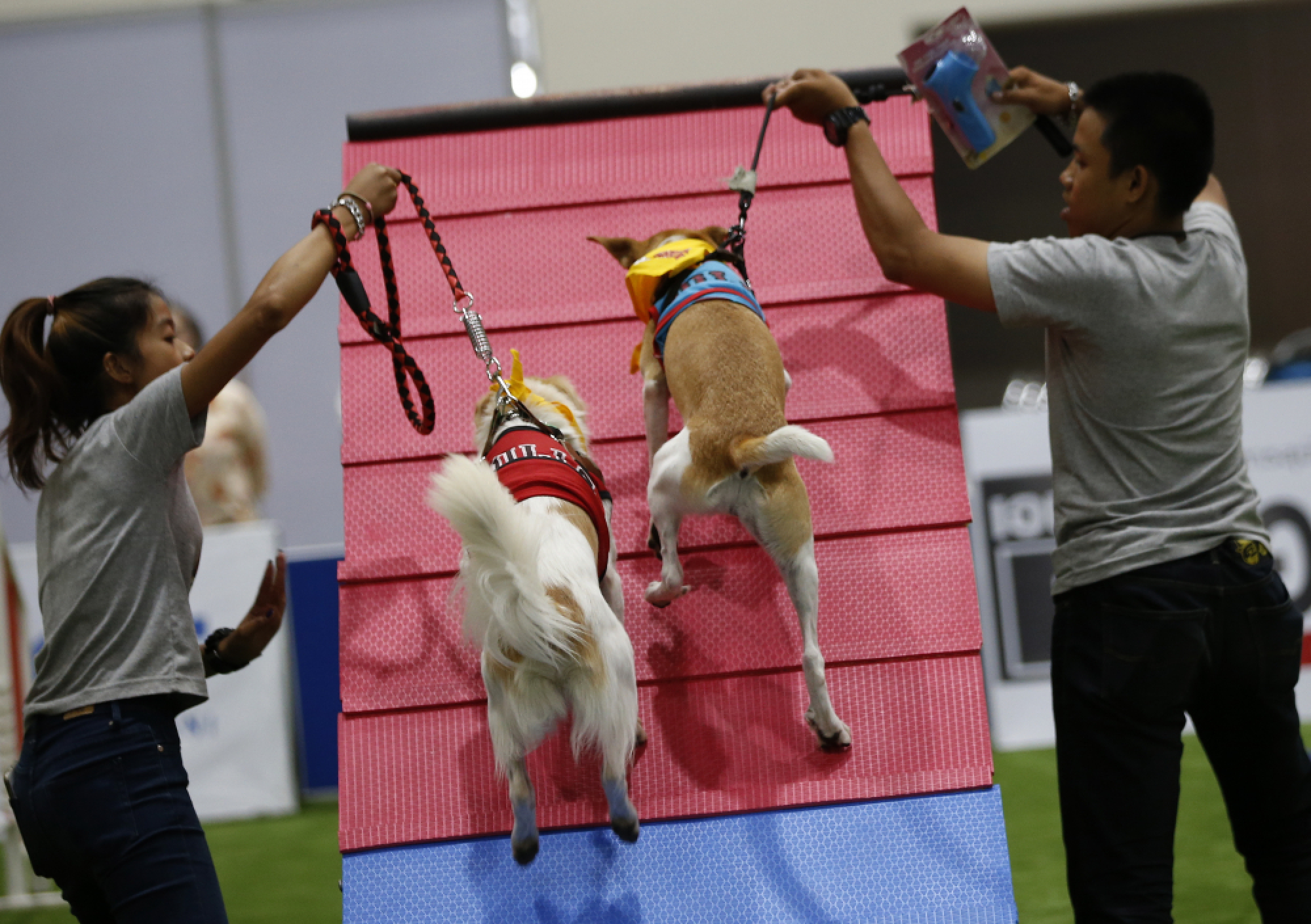 Thailand International Dog Show 2018 in Bangkok
