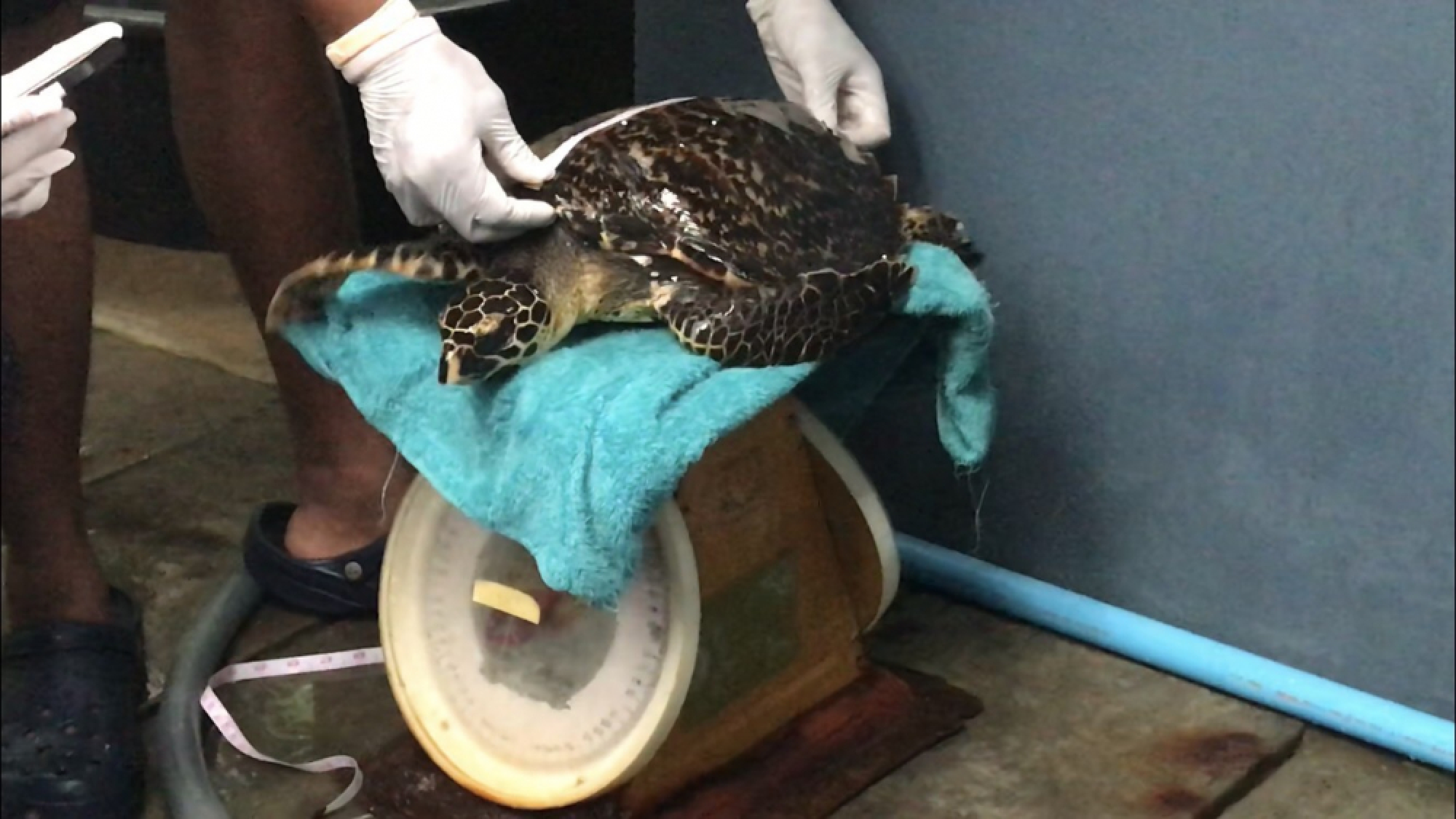 Three sea turtles under care after washing up on Phuket beaches