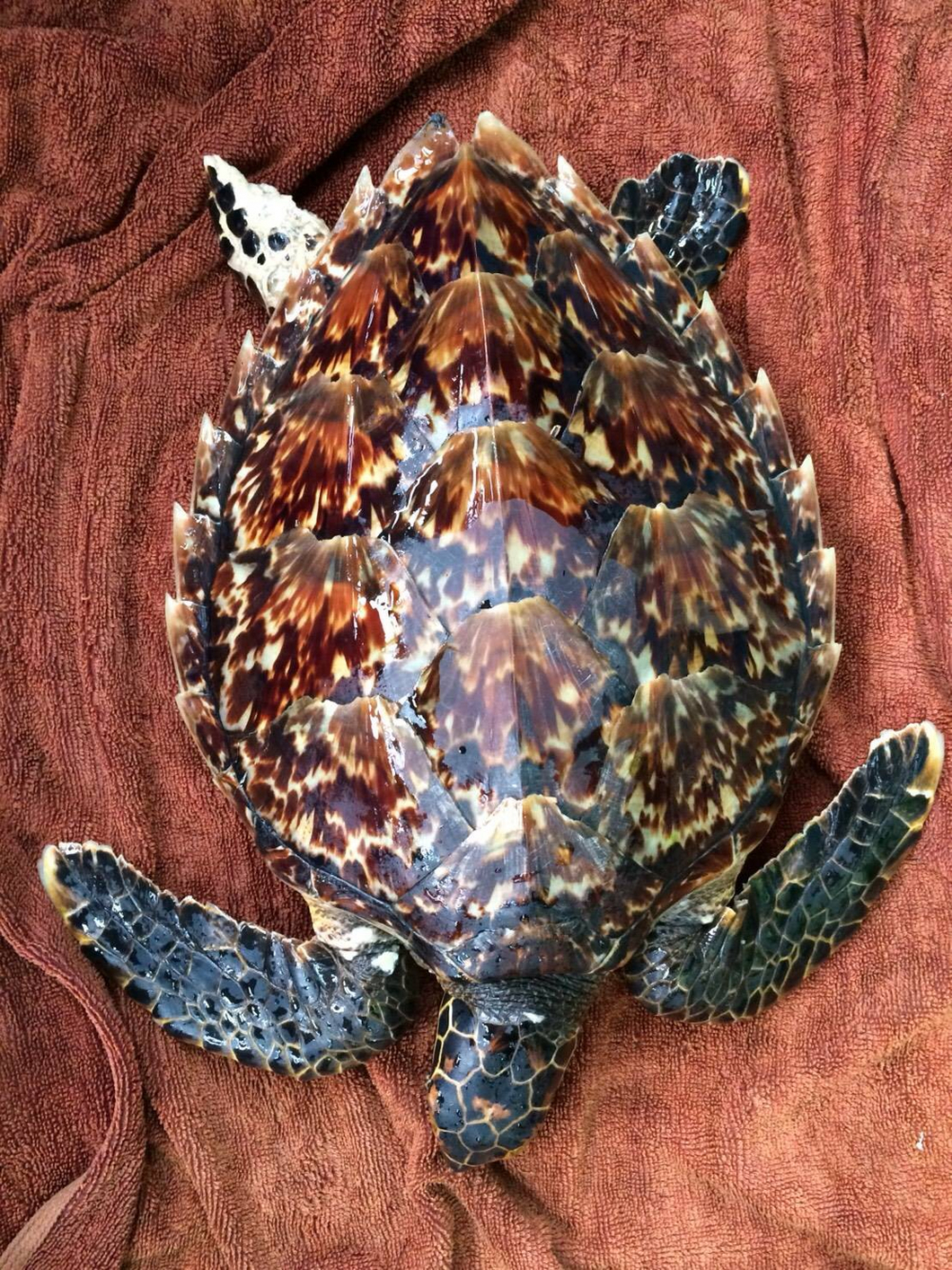 Three sea turtles under care after washing up on Phuket beaches