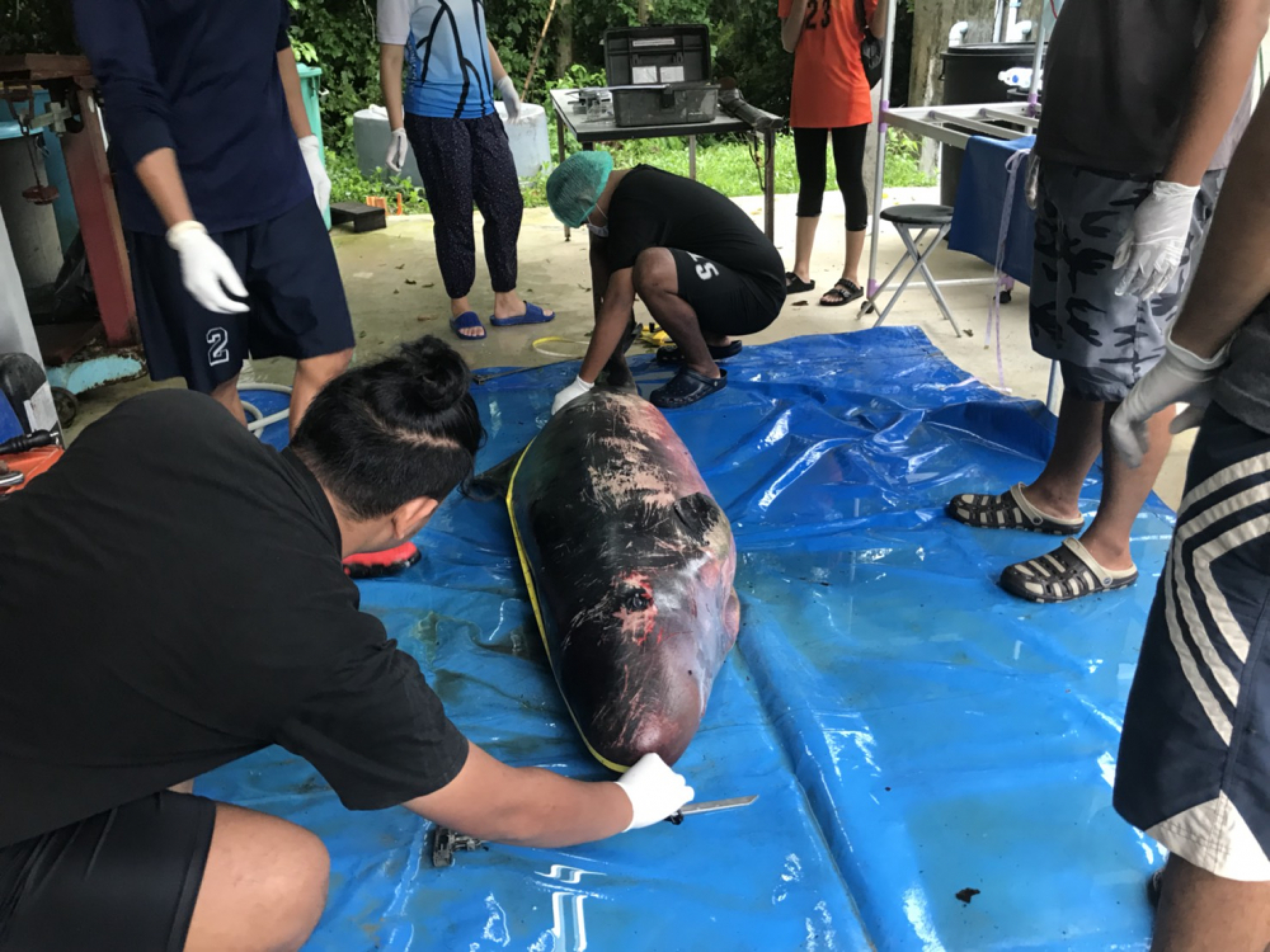 Phuket vets unable to save striped dolphin