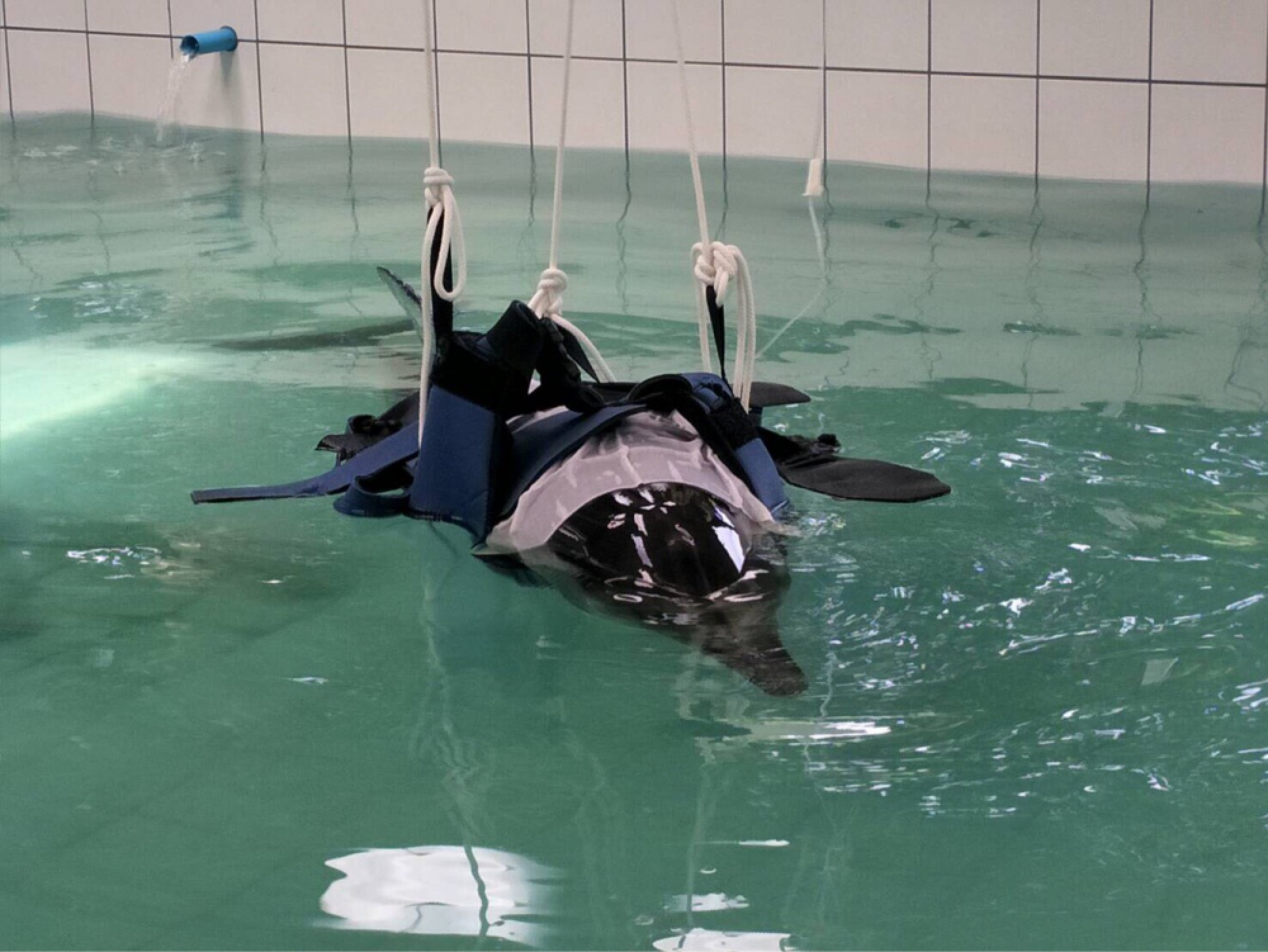 Phuket vets unable to save striped dolphin