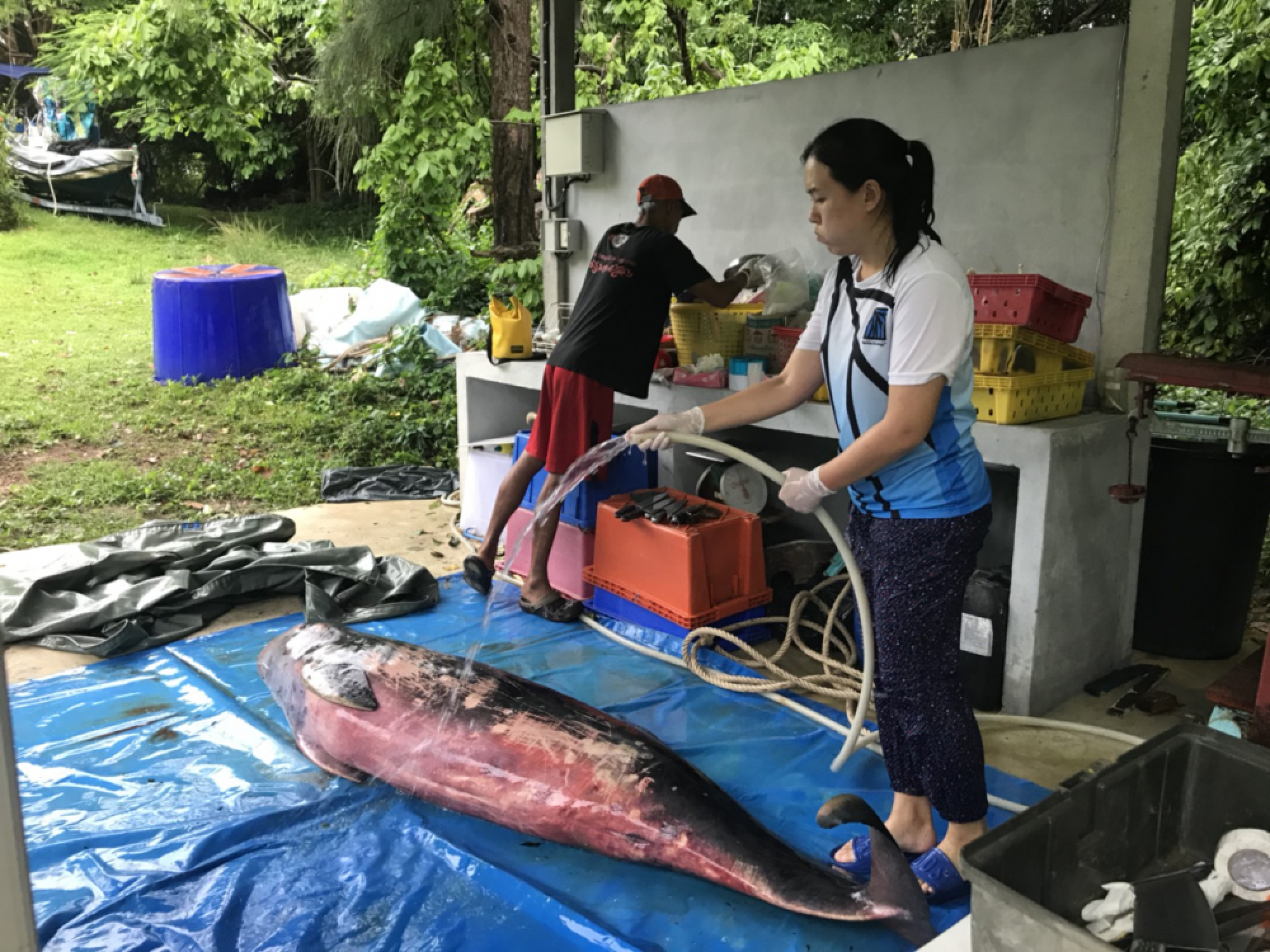 Phuket vets unable to save striped dolphin