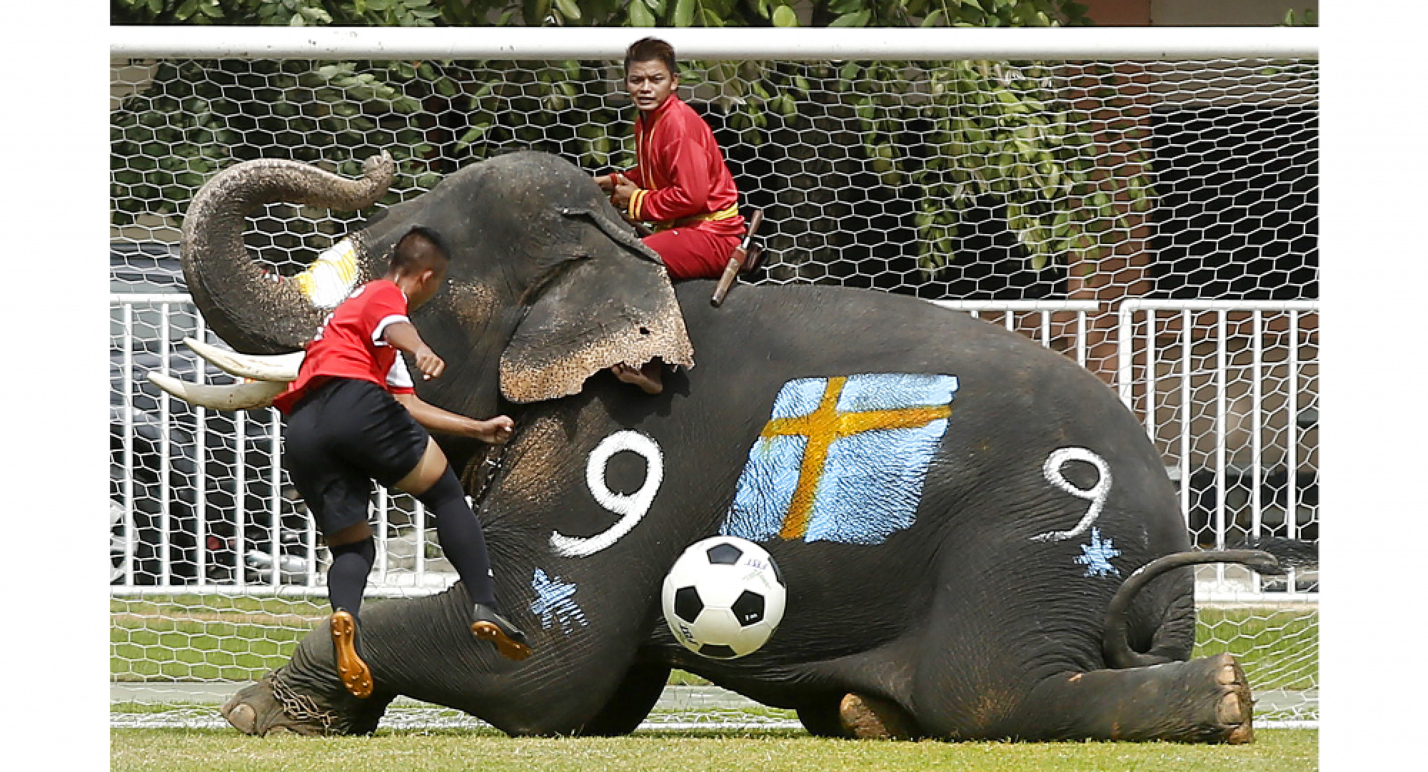 Elephants join police, psychiatrists to kick football gambling into touch