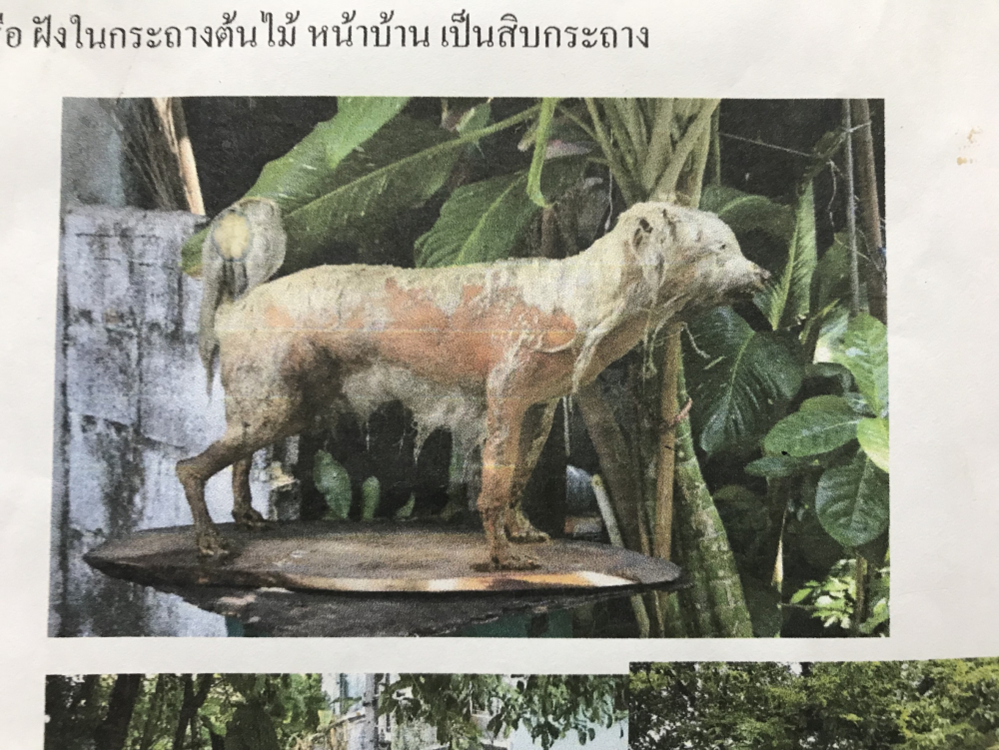Police asked to probe dog cruelty