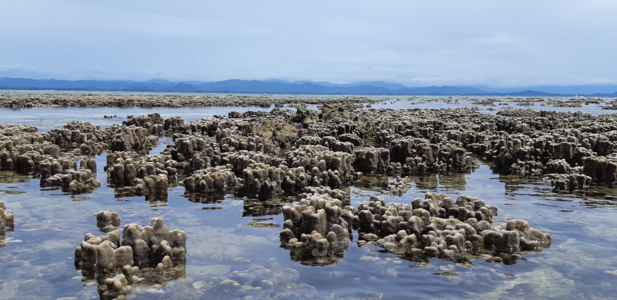 Out goes the tide, in comes a rare sighting of the beautiful seabed