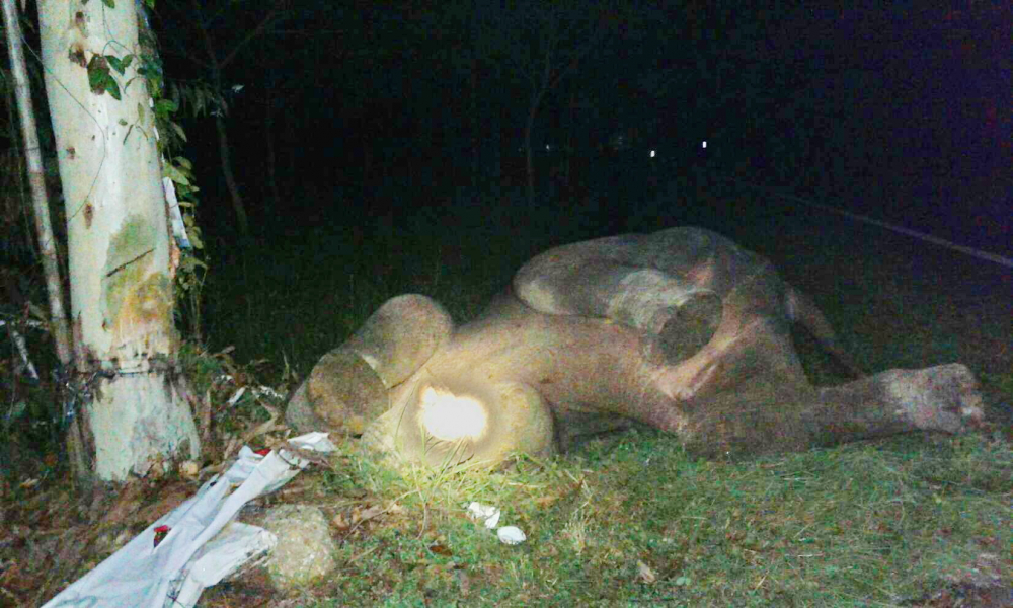 Elephant found died in Chachoengsao