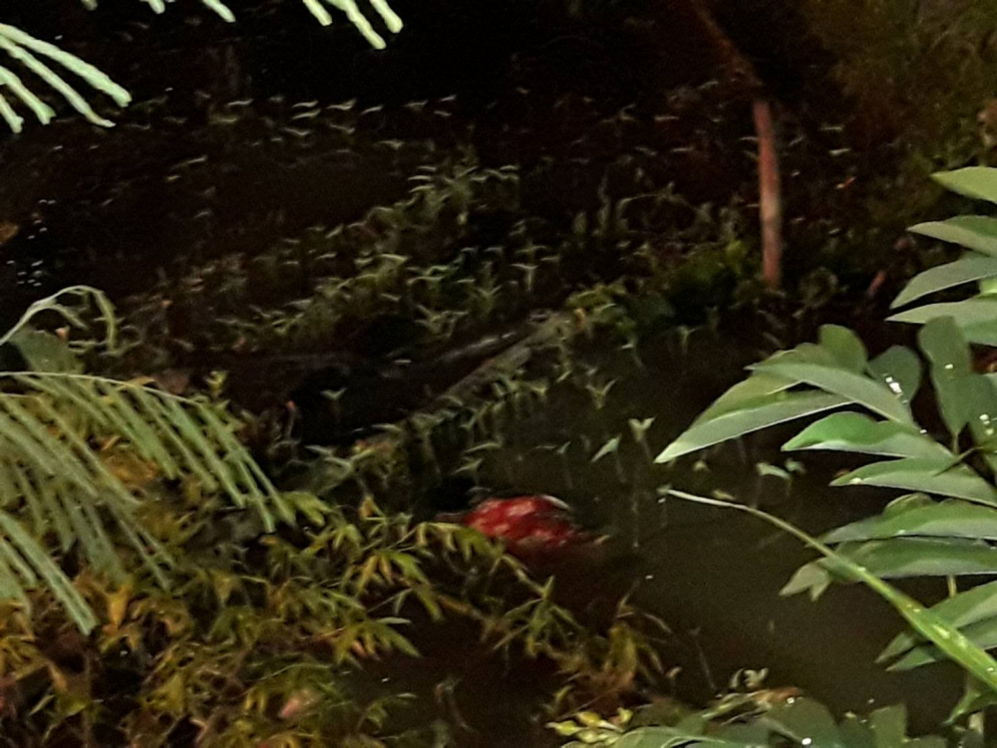Man arrested for killing wife in Chiang Rai
