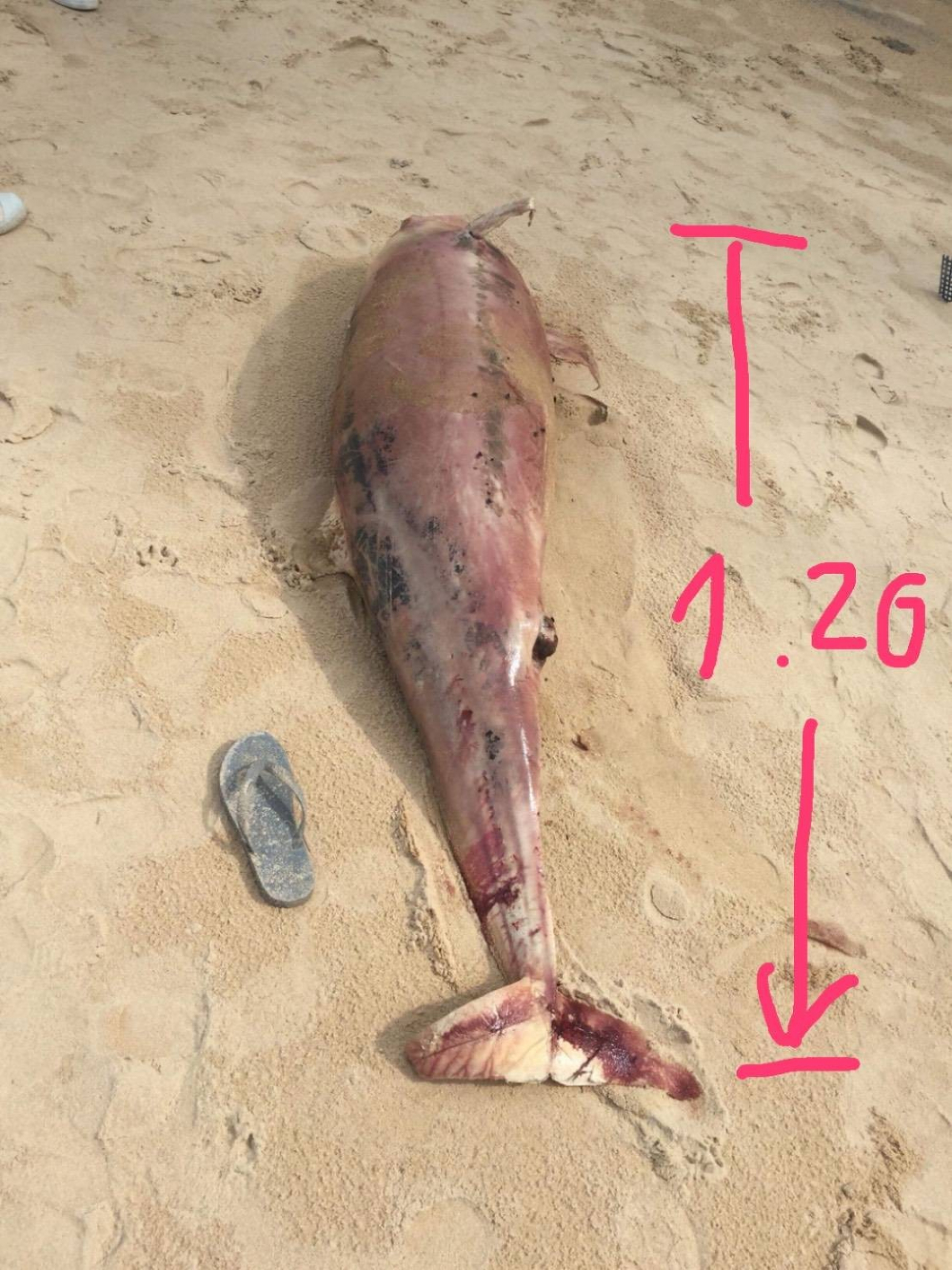 Dead dolphin found at Surin Beach