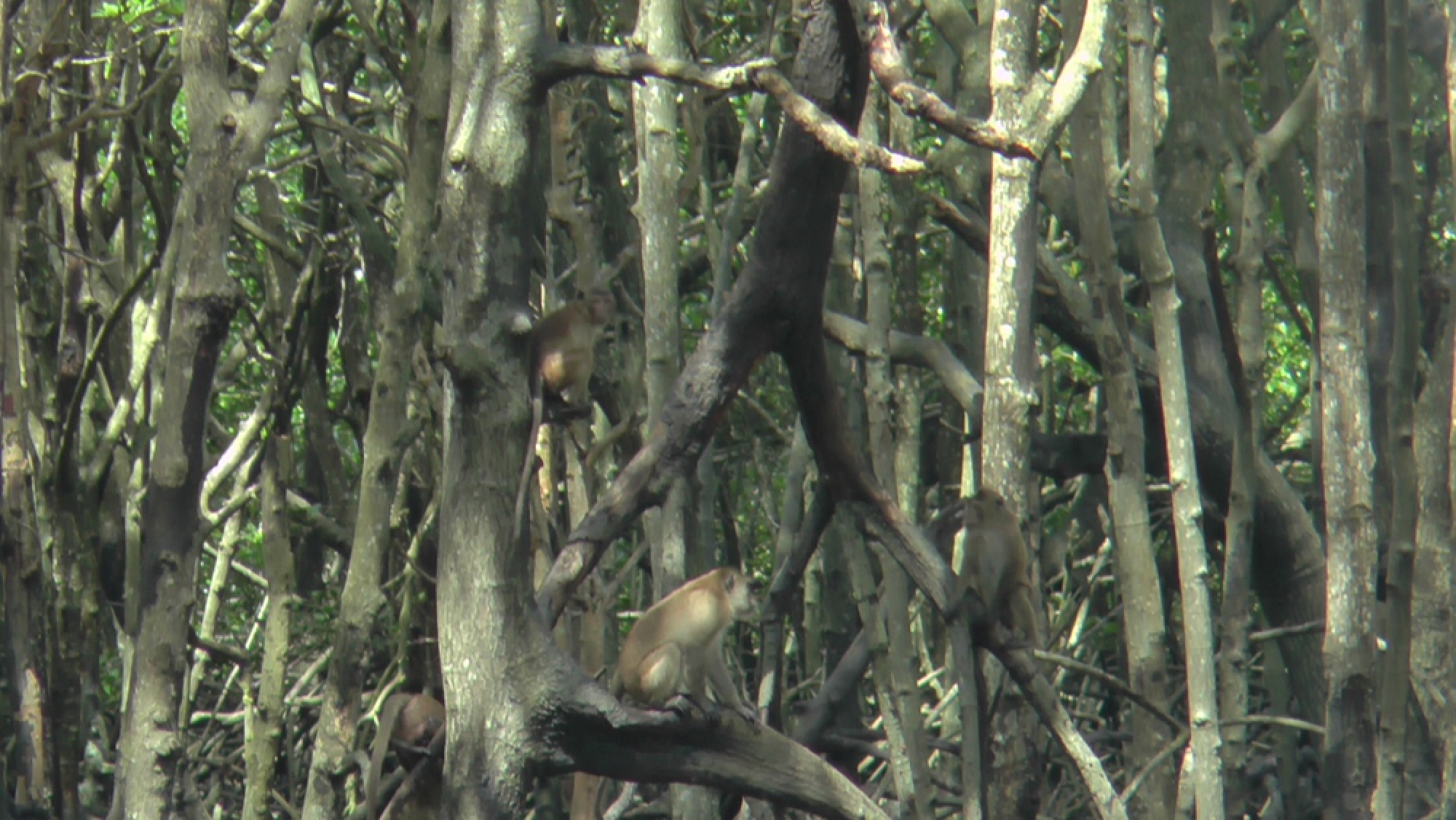 41 sterilised monkeys released on Koh Sirey