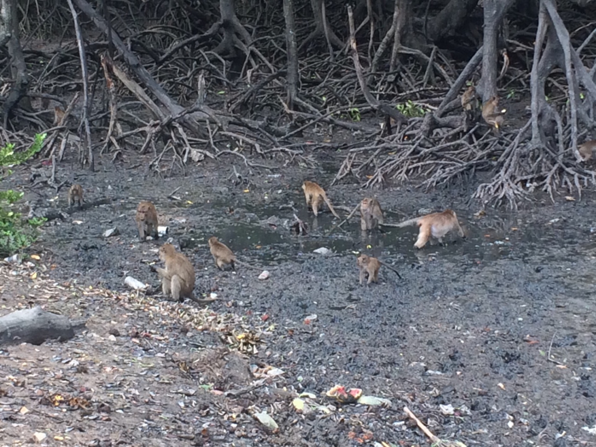 41 sterilised monkeys released on Koh Sirey