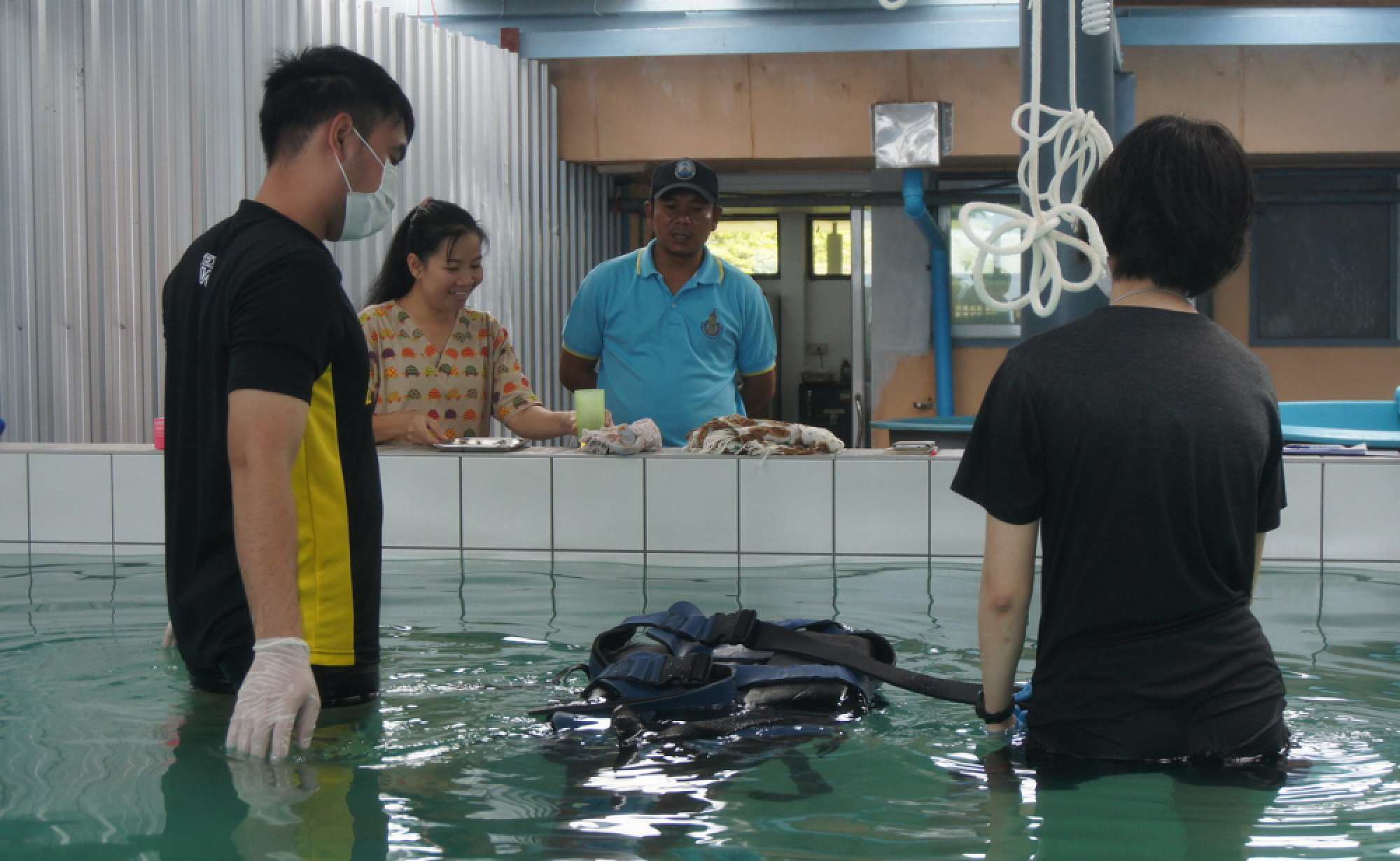 Tides bring dolphin ashore in Koh Yao