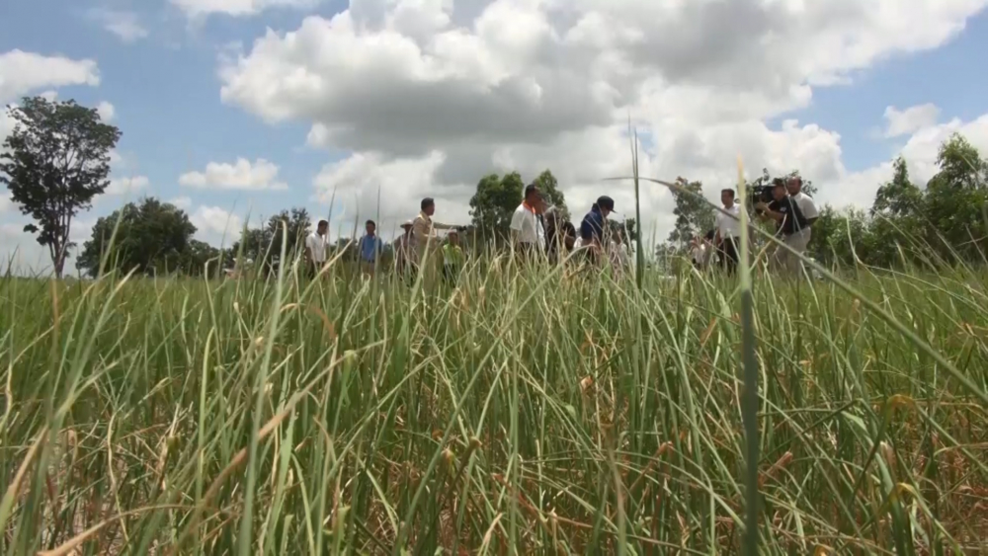 Rainmaking aims to save jasmine rice