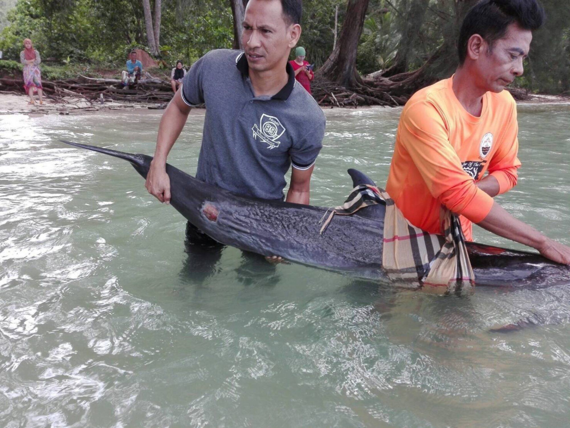 Tides bring dolphin ashore in Koh Yao
