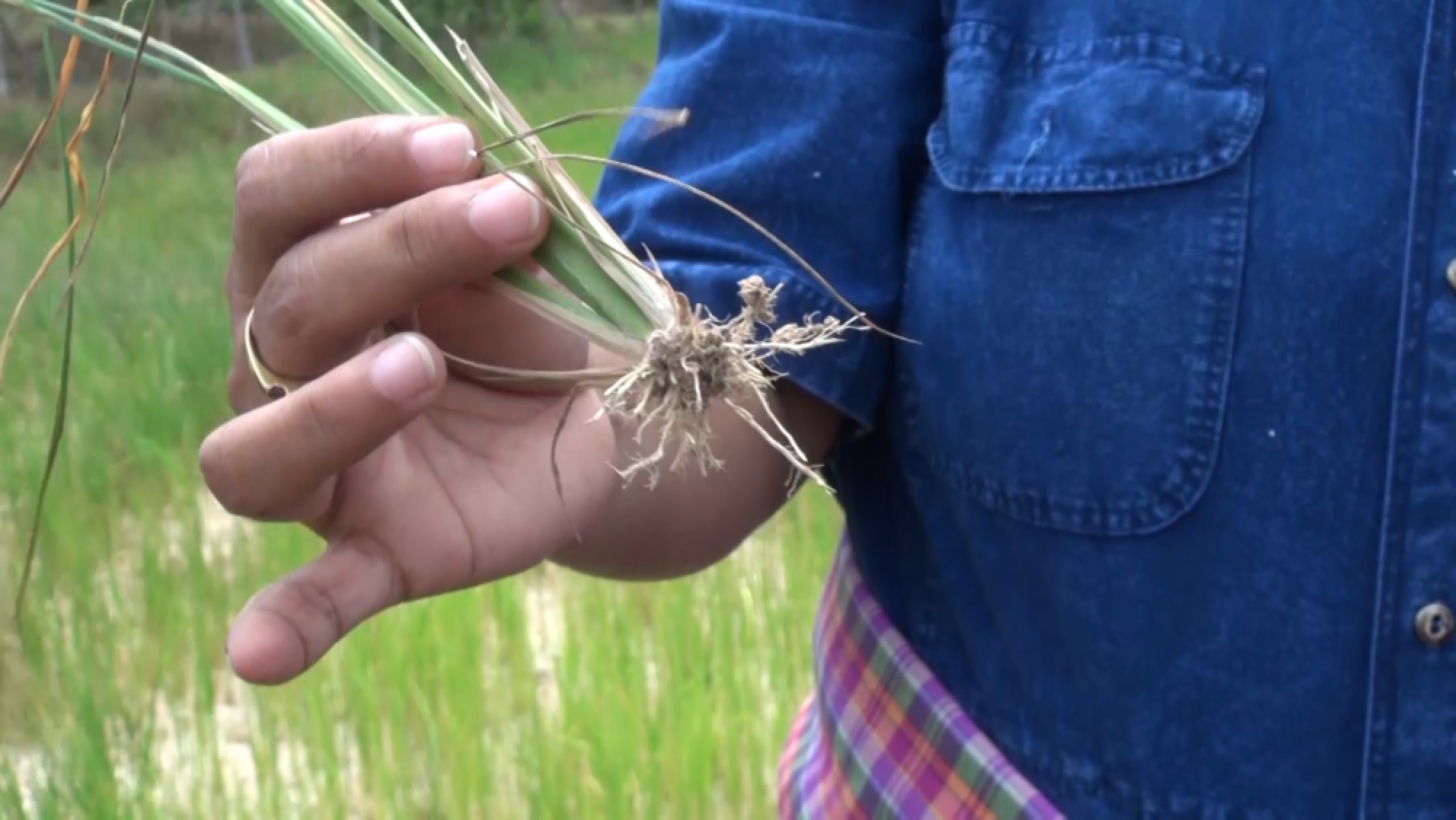 Rainmaking aims to save jasmine rice