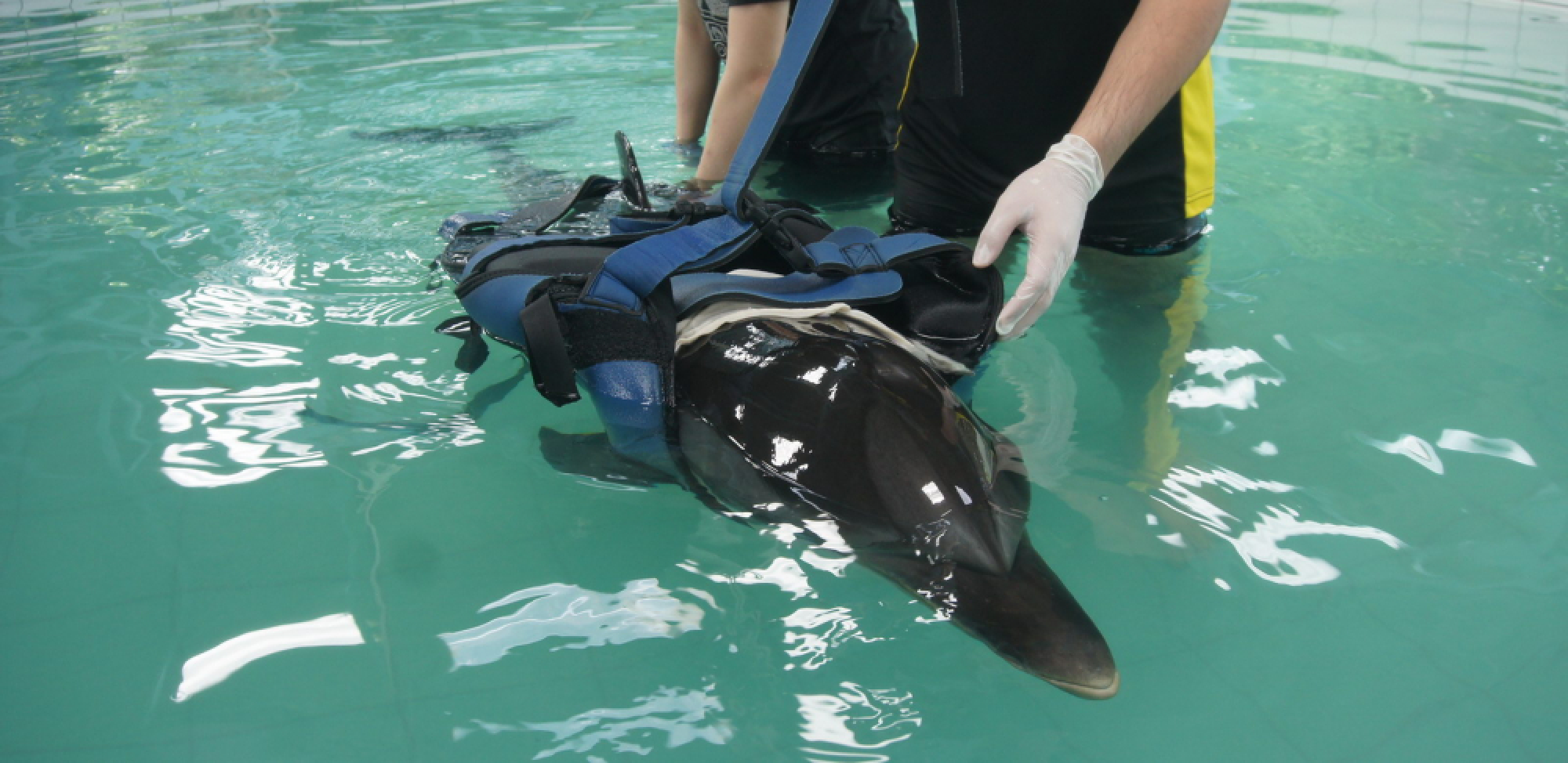 Tides bring dolphin ashore in Koh Yao