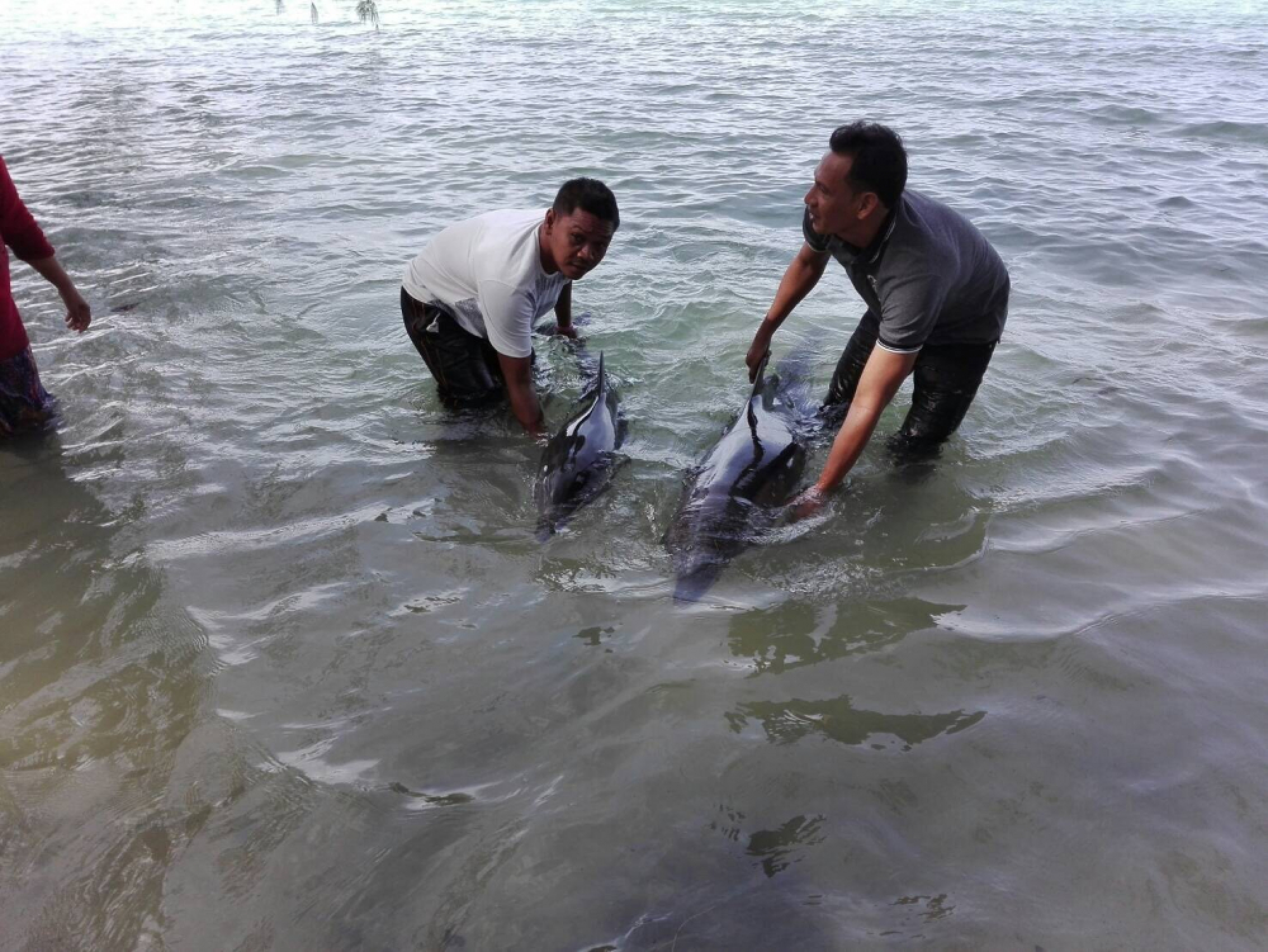 Tides bring dolphin ashore in Koh Yao