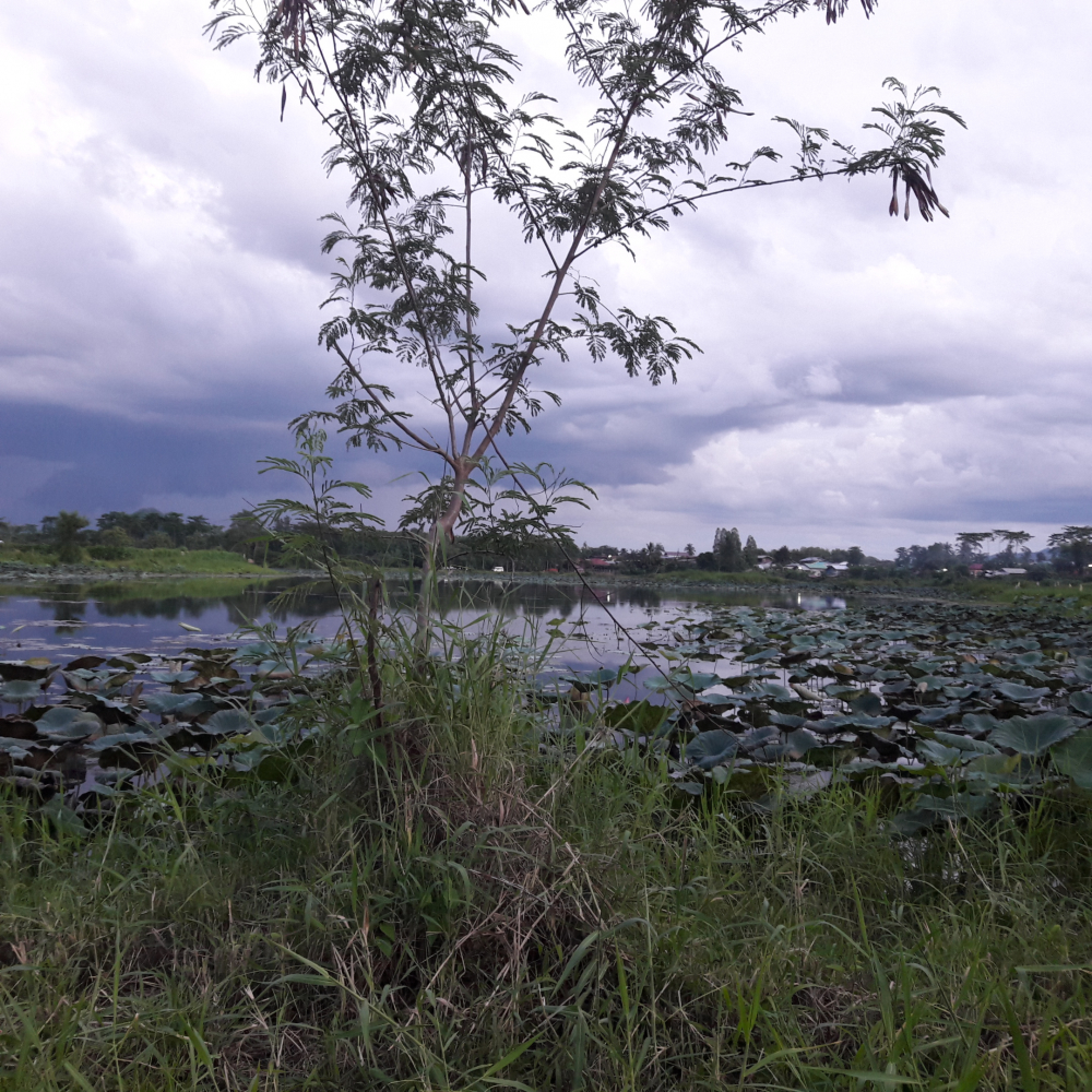 Special Report : Sour taste in sugar-cane province