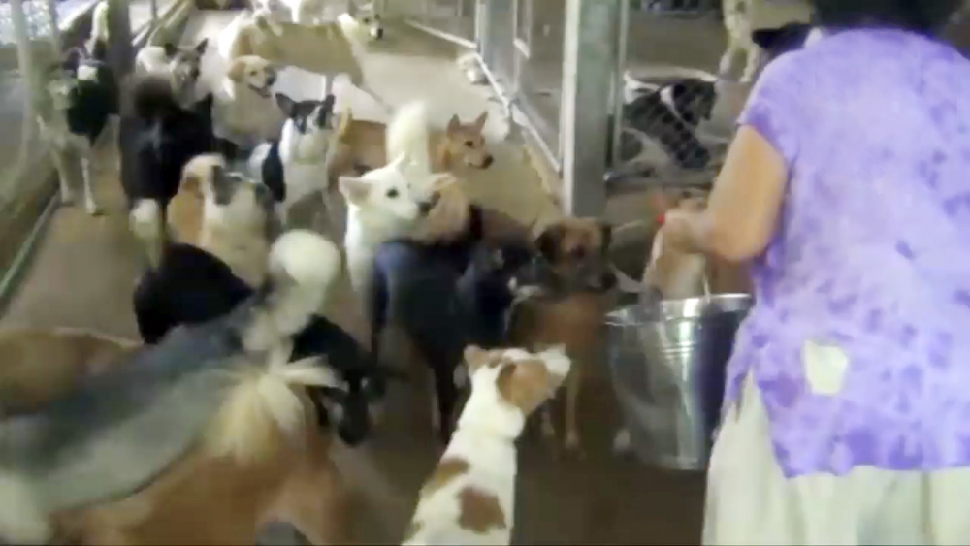 Lampang woman begs for 400 stray dogs
