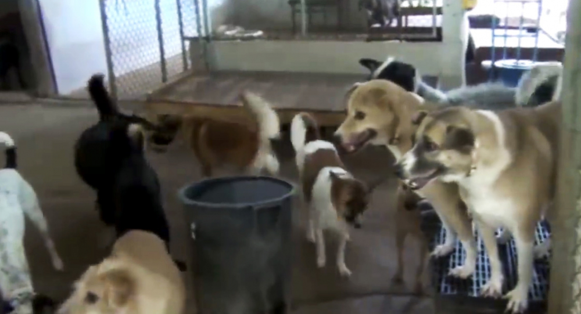 Lampang woman begs for 400 stray dogs