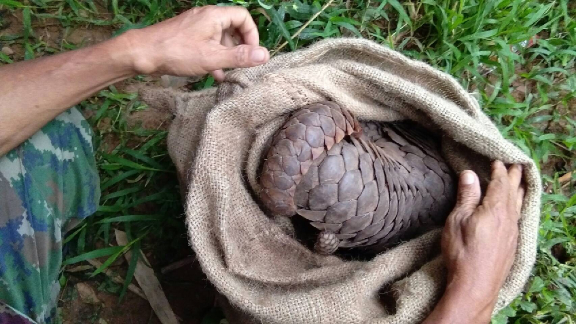 Live Lao pangolins seized on Mekong boat