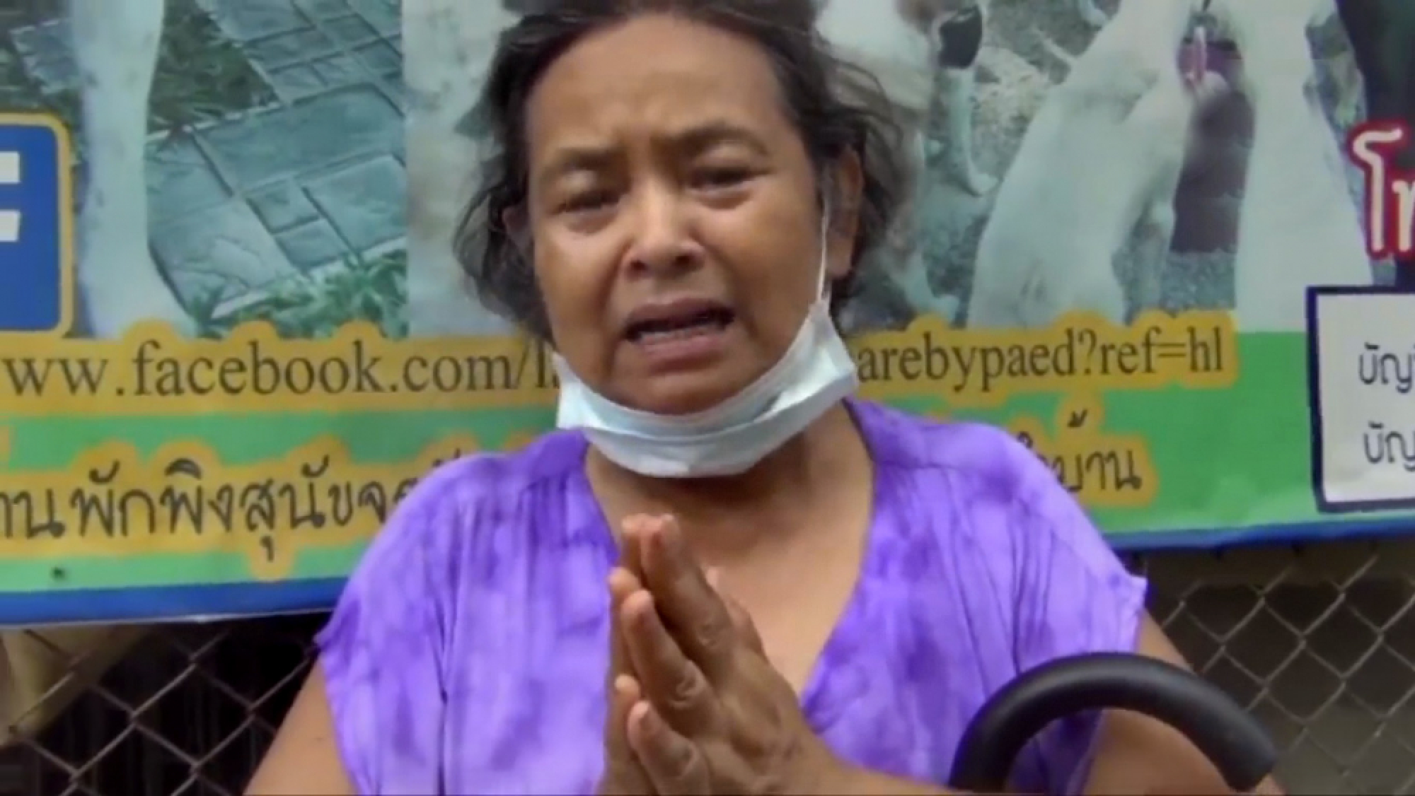 Lampang woman begs for 400 stray dogs