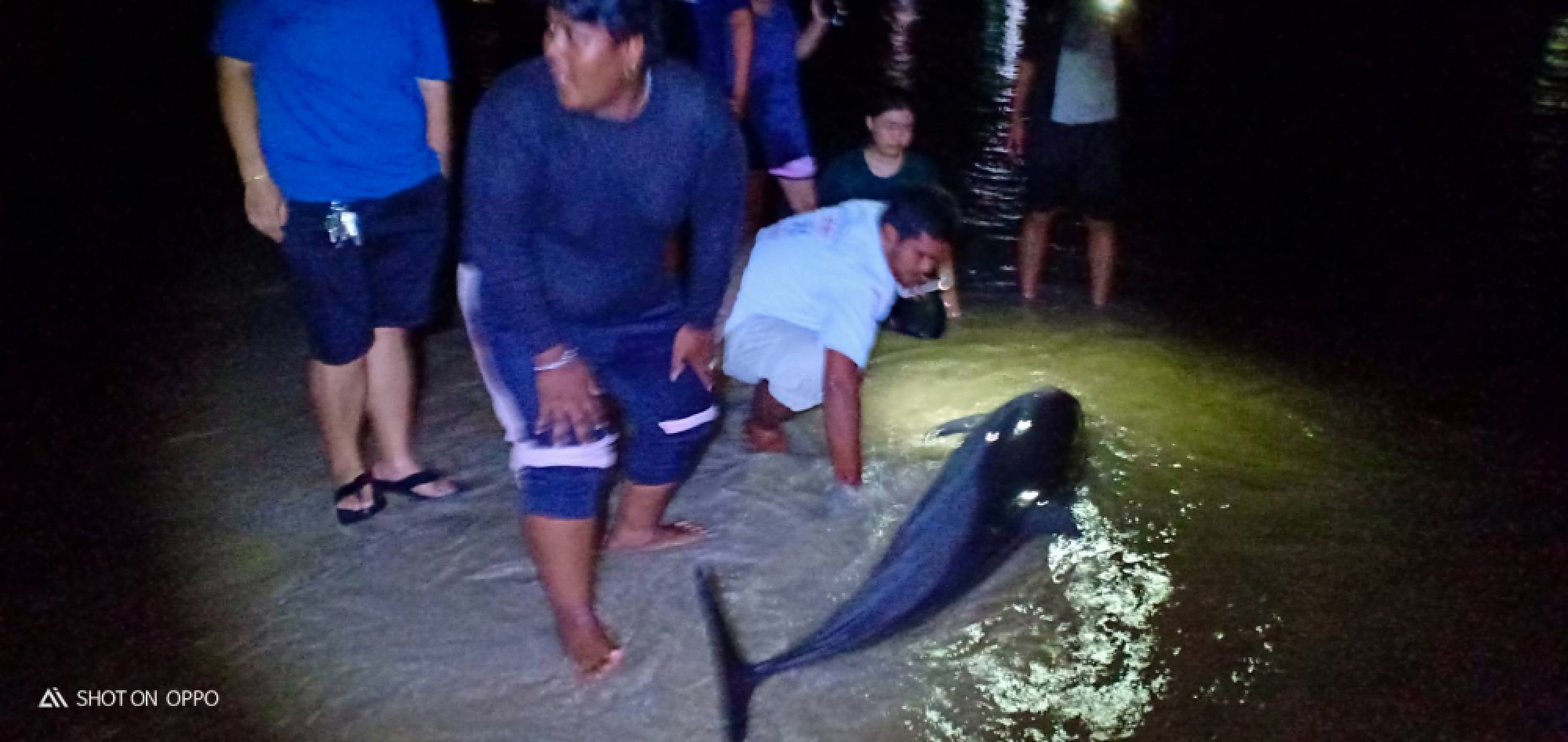 Beached dolphin in Phuket rescued