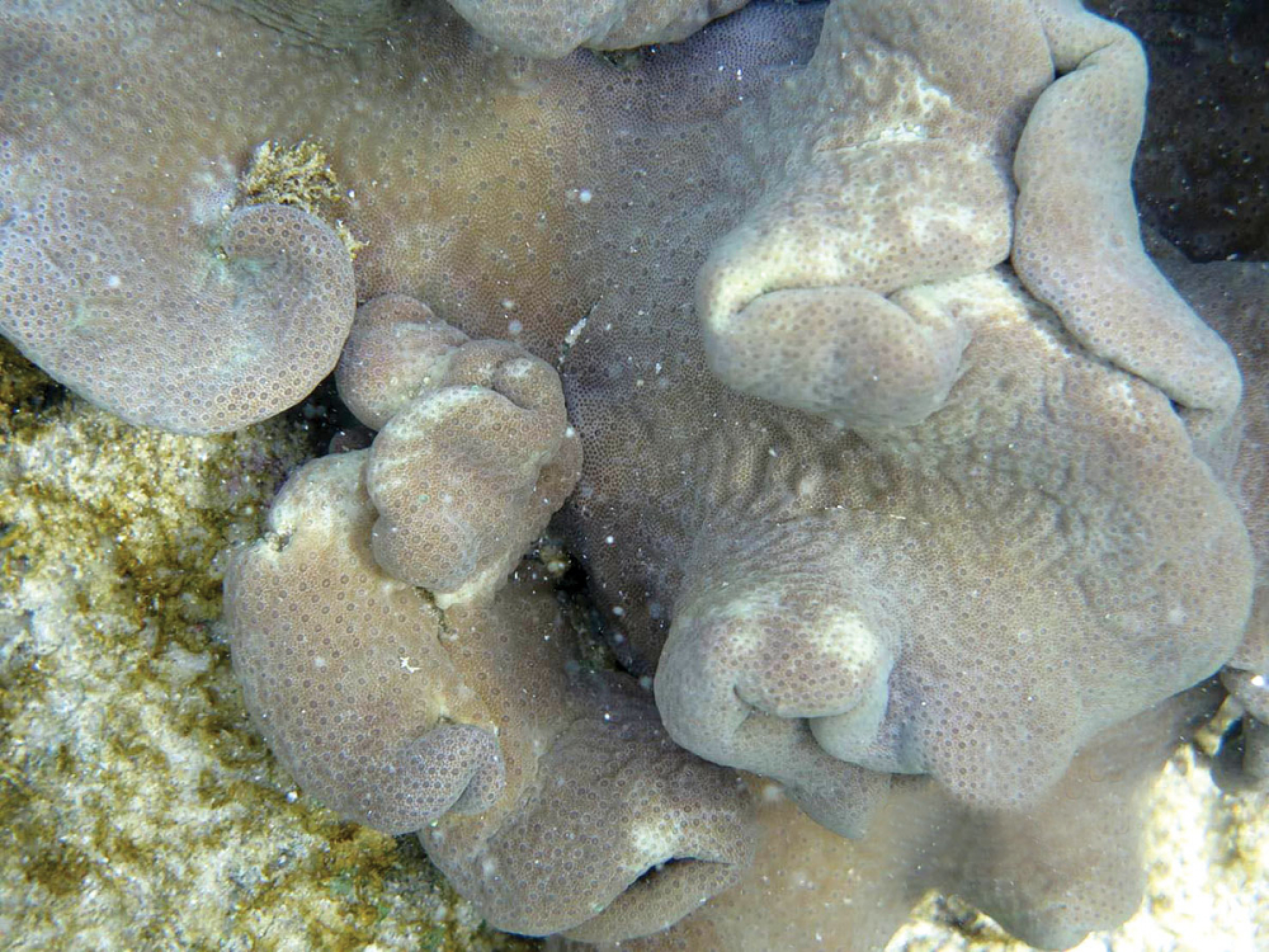 Black wastewater leaks threaten to destroy restored Patong coral reefs