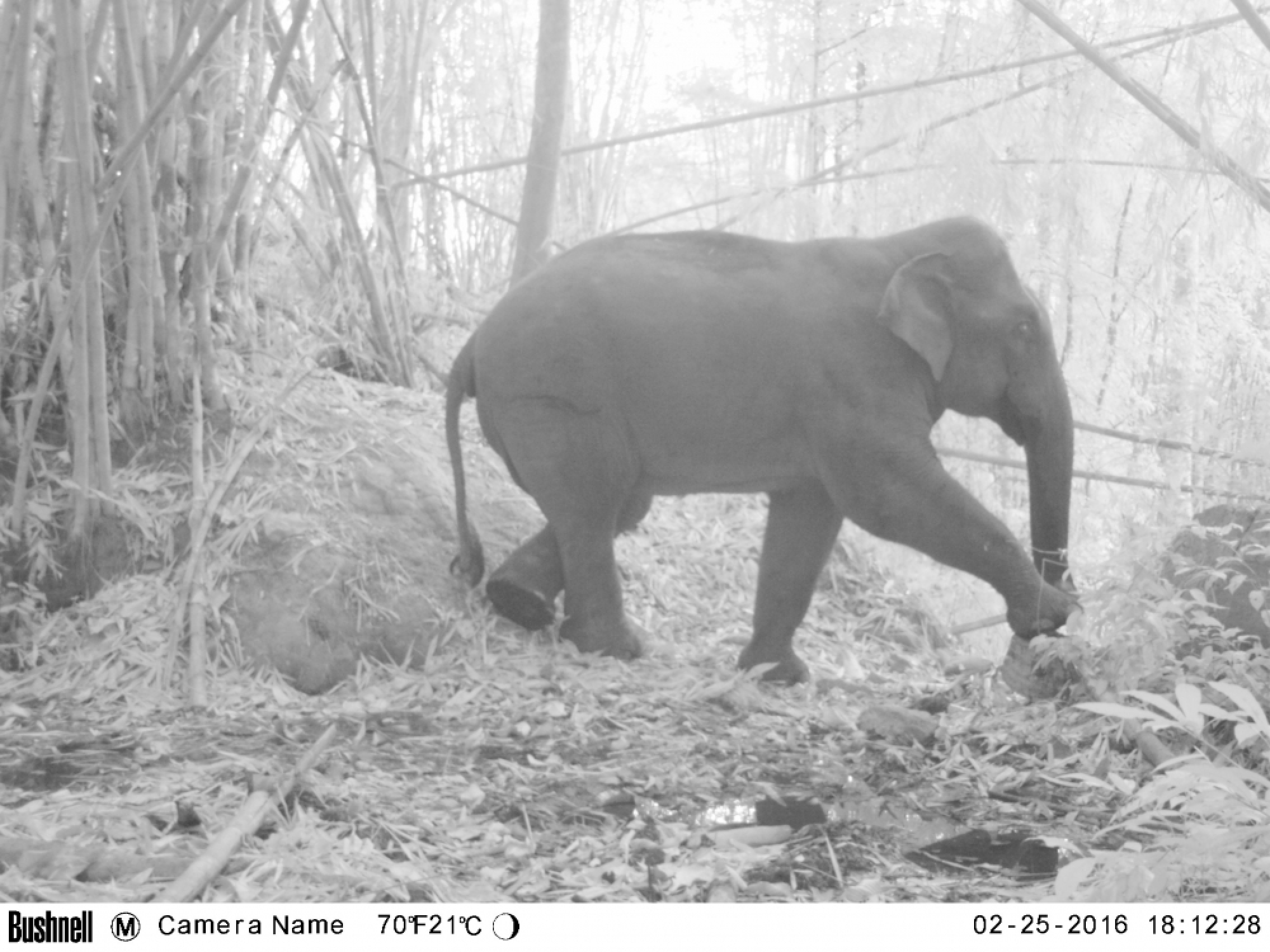 Some elephants seen roaming in the planned no-hunting area of Si Sawat.