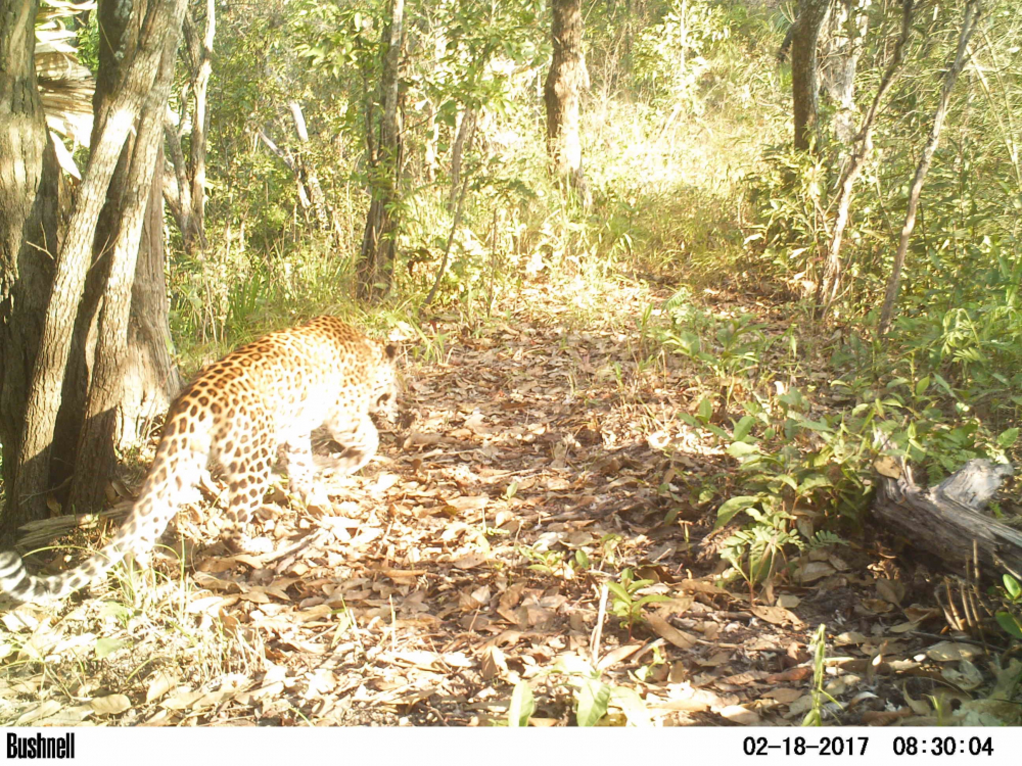 How a wildlife corridor can save our precious elephants’ future
