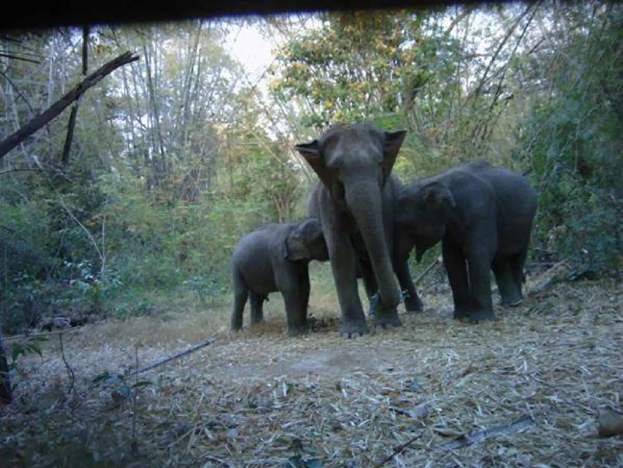 How a wildlife corridor can save our precious elephants’ future