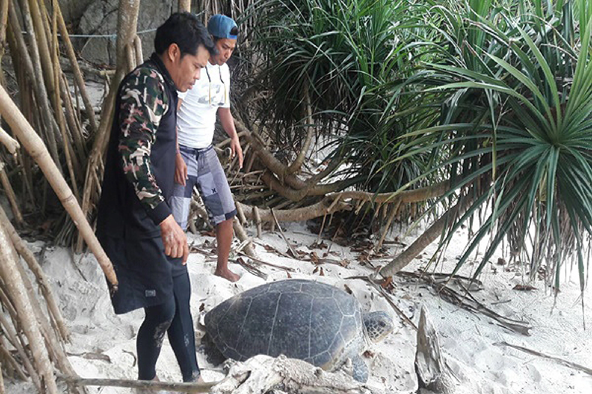 Green sea turtle exhausted after laying eggs on Miang Island