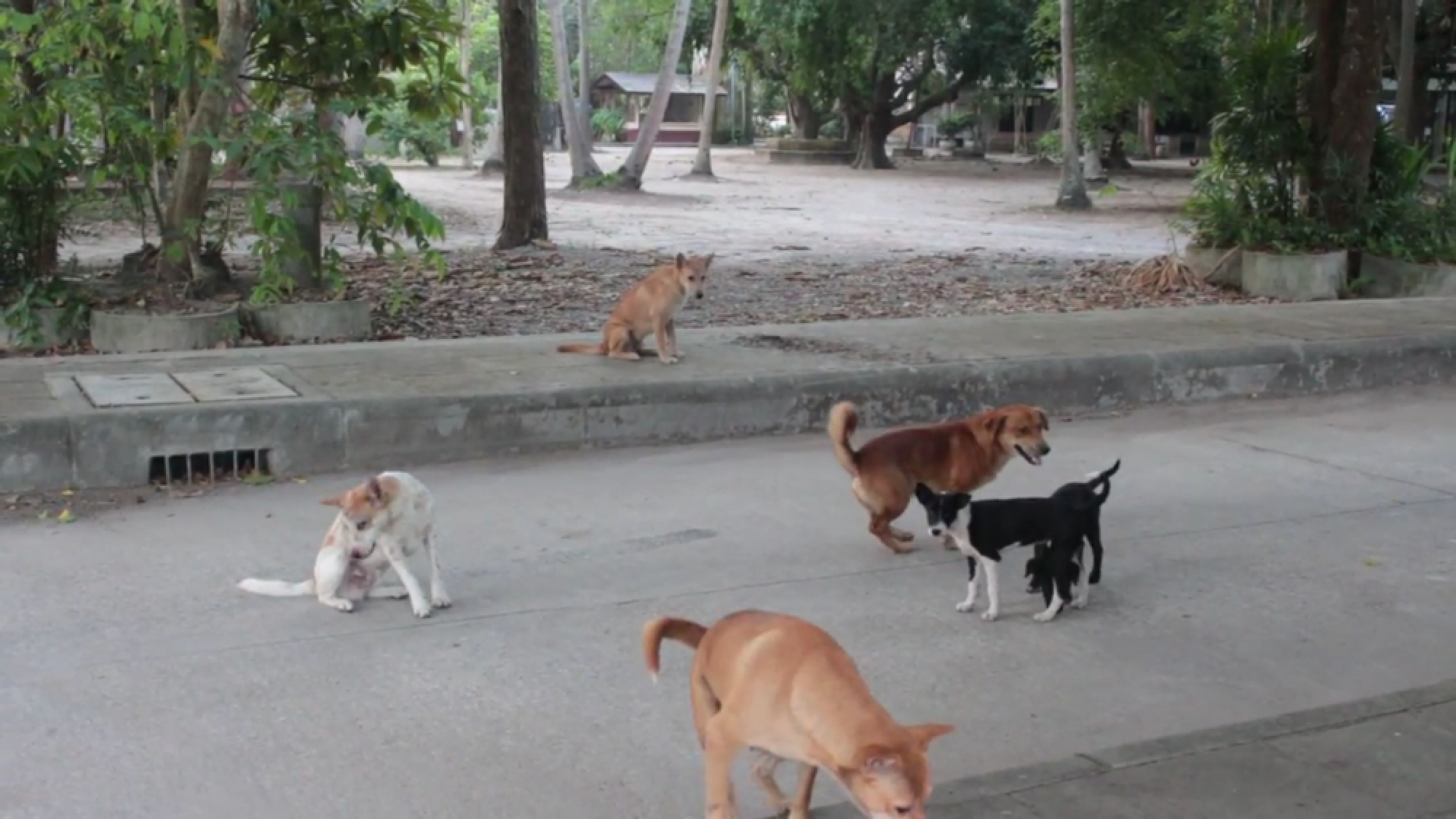 Rabies outbreak ‘under control’ despite spike in infections this year