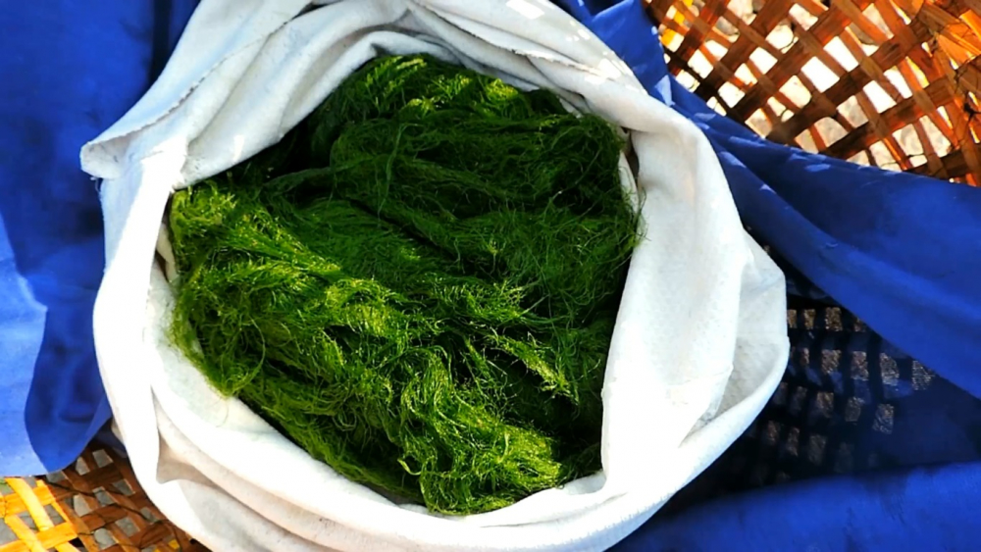 Villagers turn drought into baht, selling Mekong weed