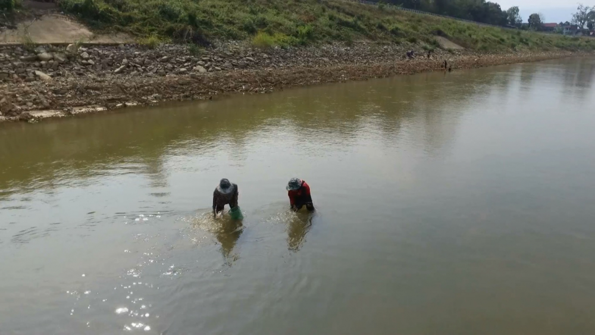 Villagers turn drought into baht, selling Mekong weed