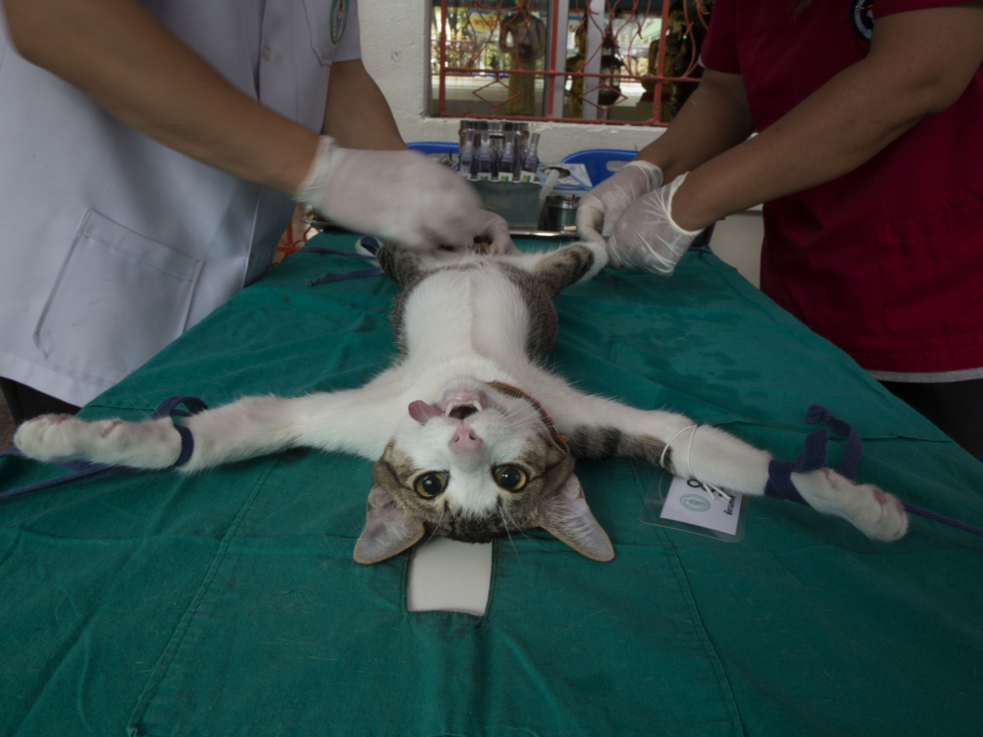Ministry reassures public that rabies situation ‘under control’ – as two more die from disease