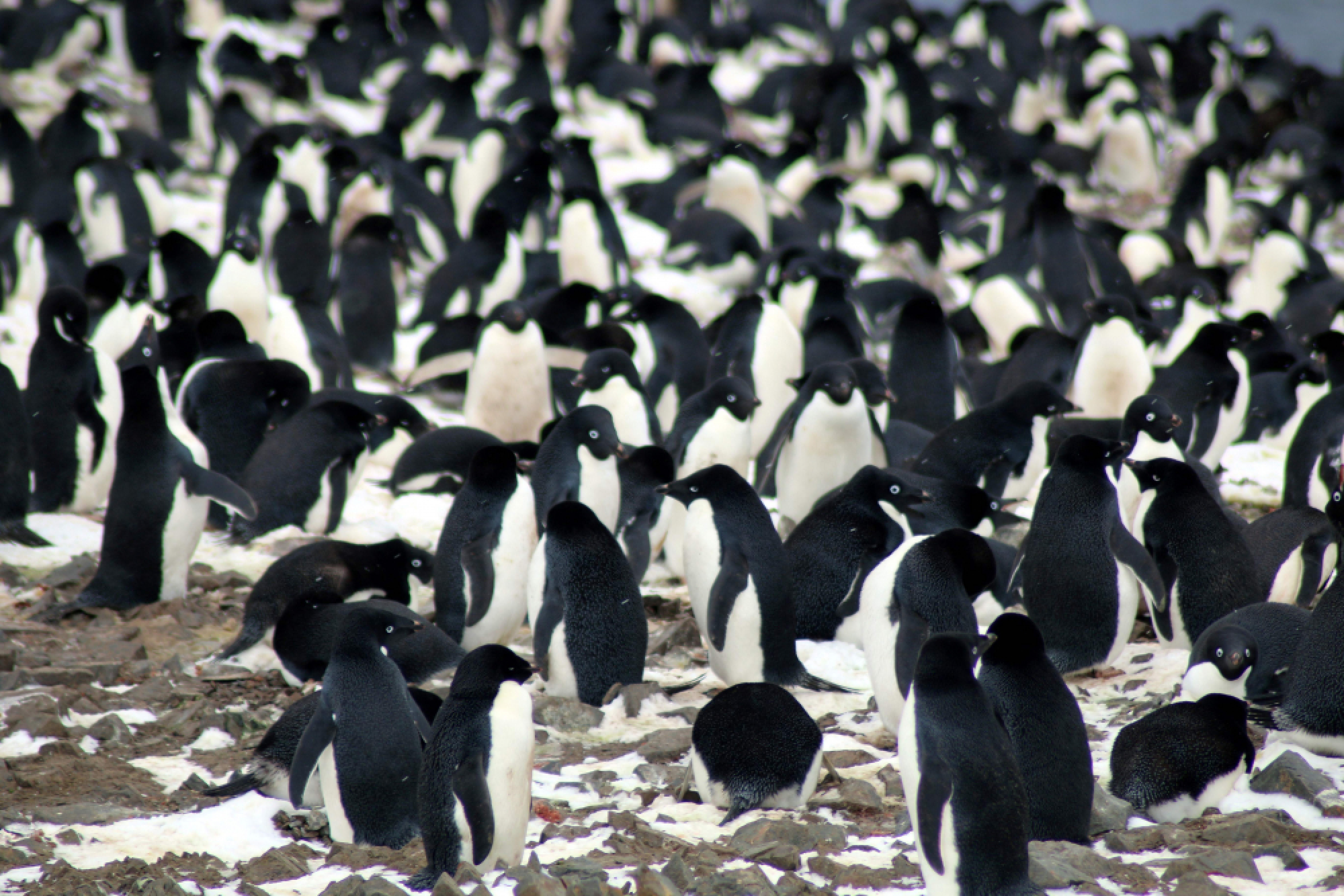 1.5 million penguins discovered on remote Antarctic islands