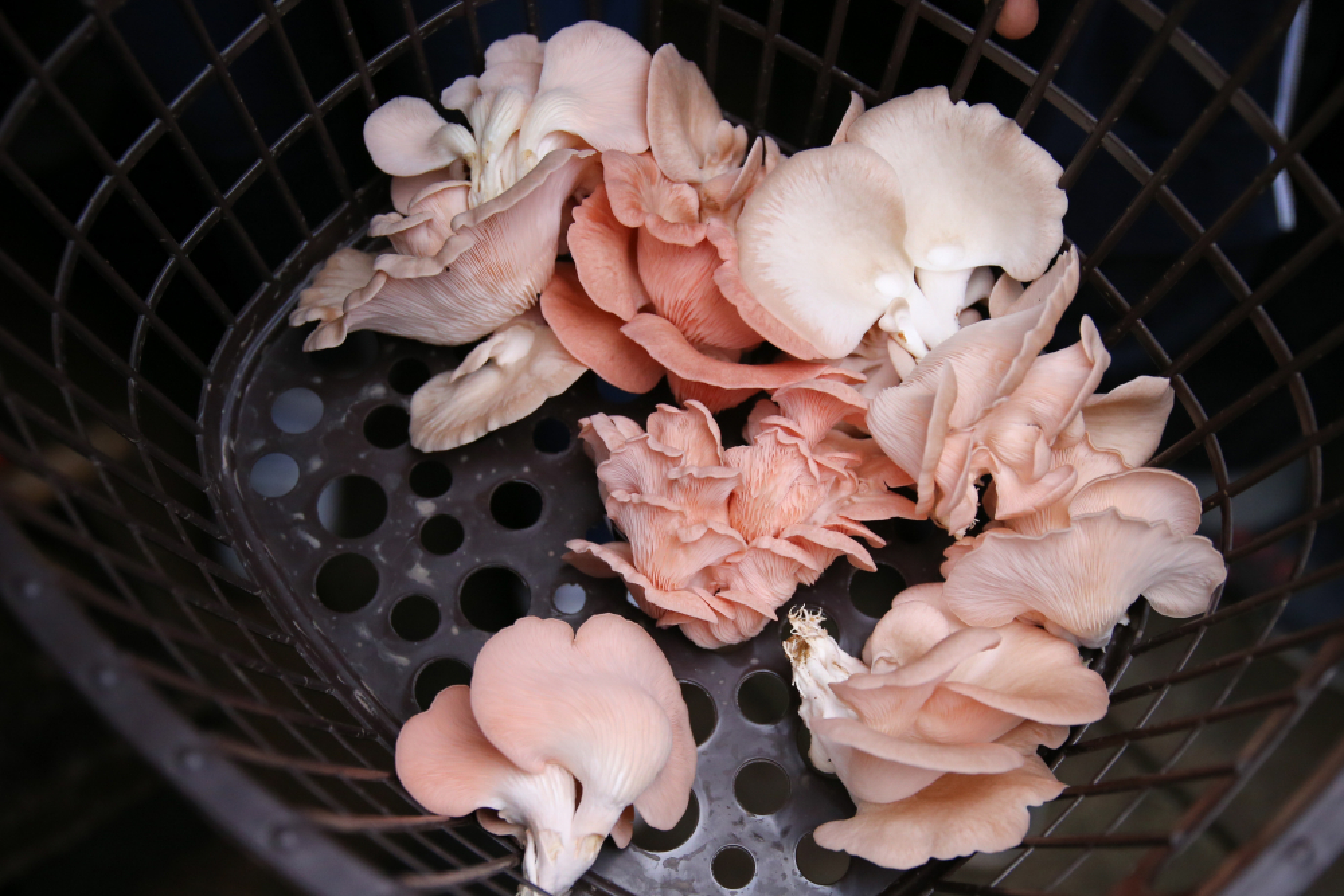 Fresh food, beautiful blooms and wonderful weaves