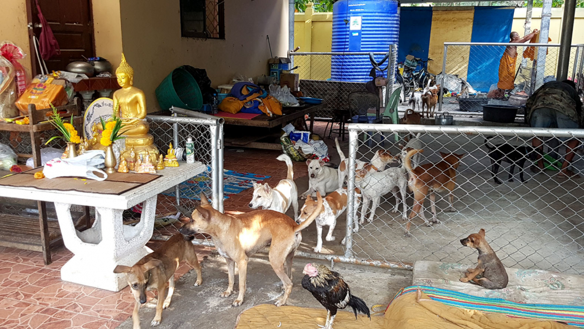 Chon Buri monk calls on govt to vaccinate strays at temple