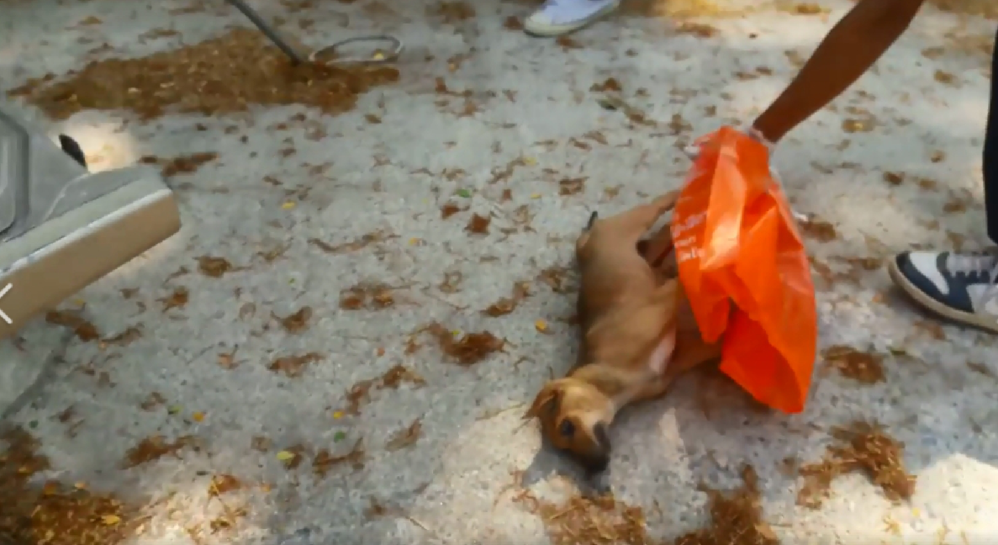 Reports of poisoned stray dogs outrage animal-rights groups