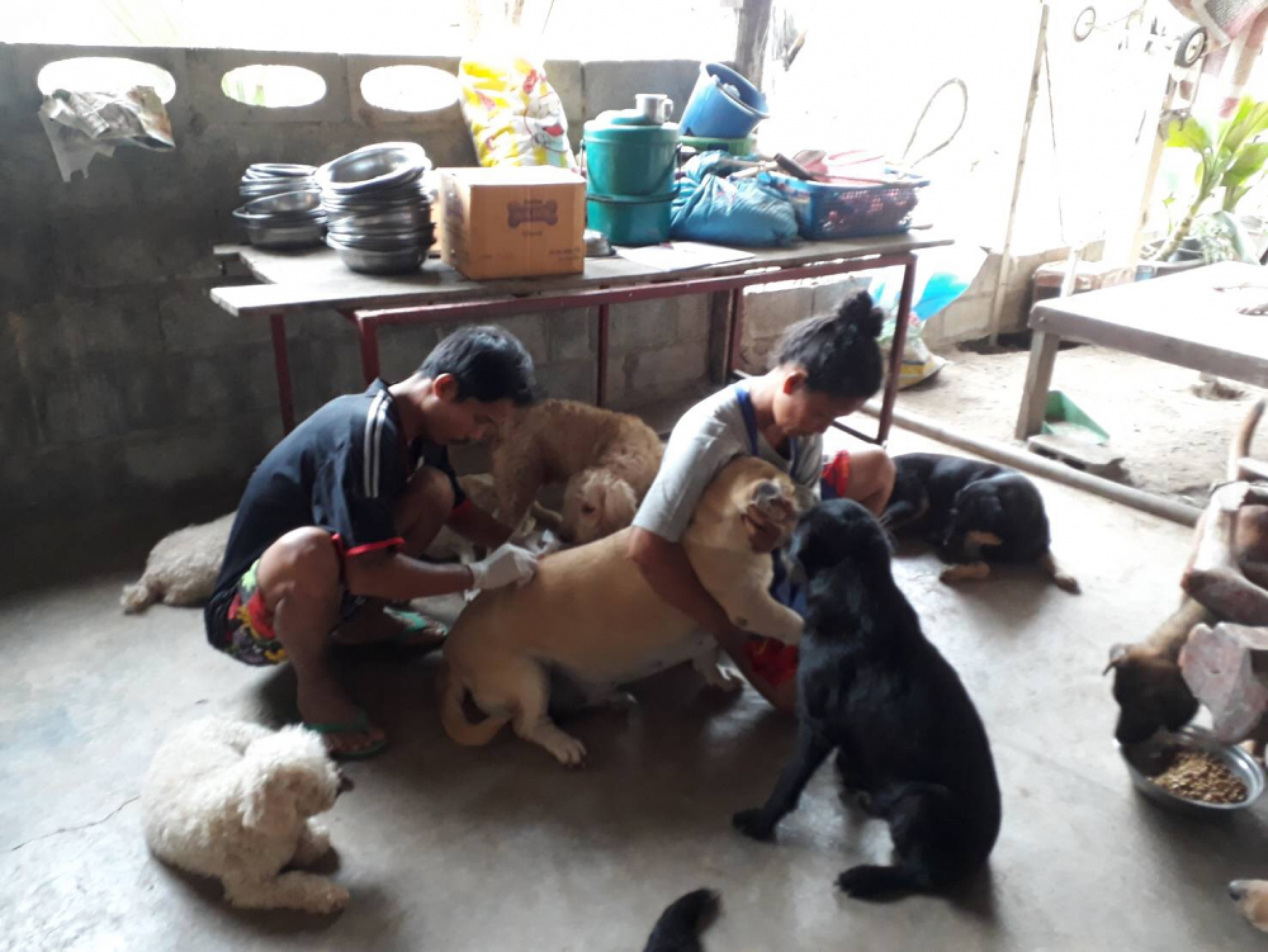 Reports of poisoned stray dogs outrage animal-rights groups