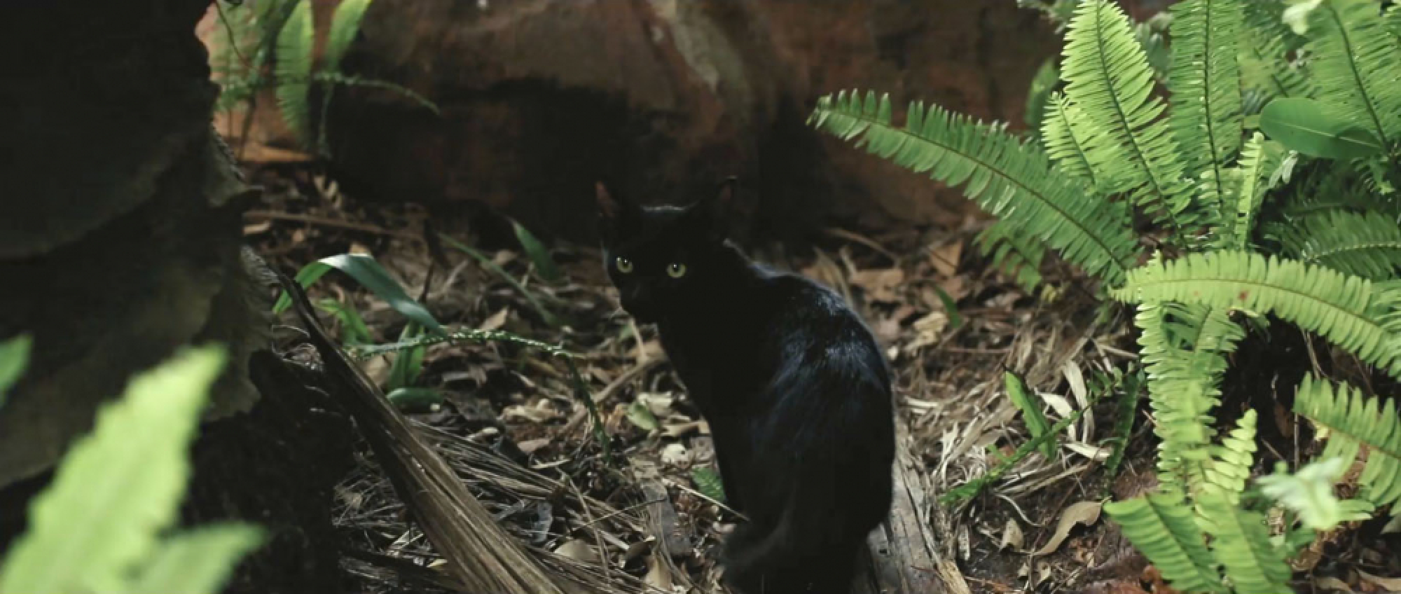 ‘Prem killed a cat!’ Viral video reflects cultural phenomenon