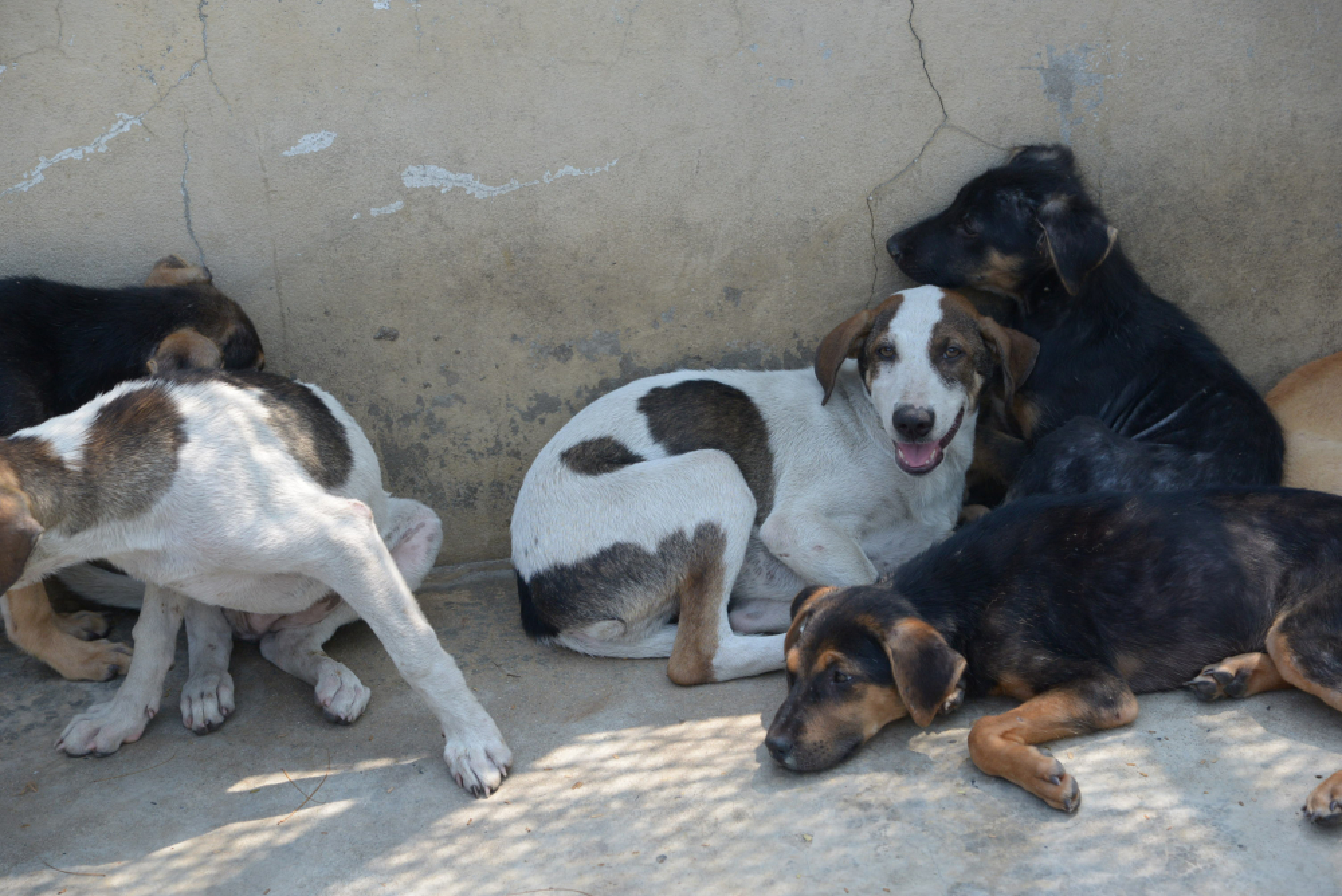 Injured dog adopted in Bangkok bites people before dying of rabies