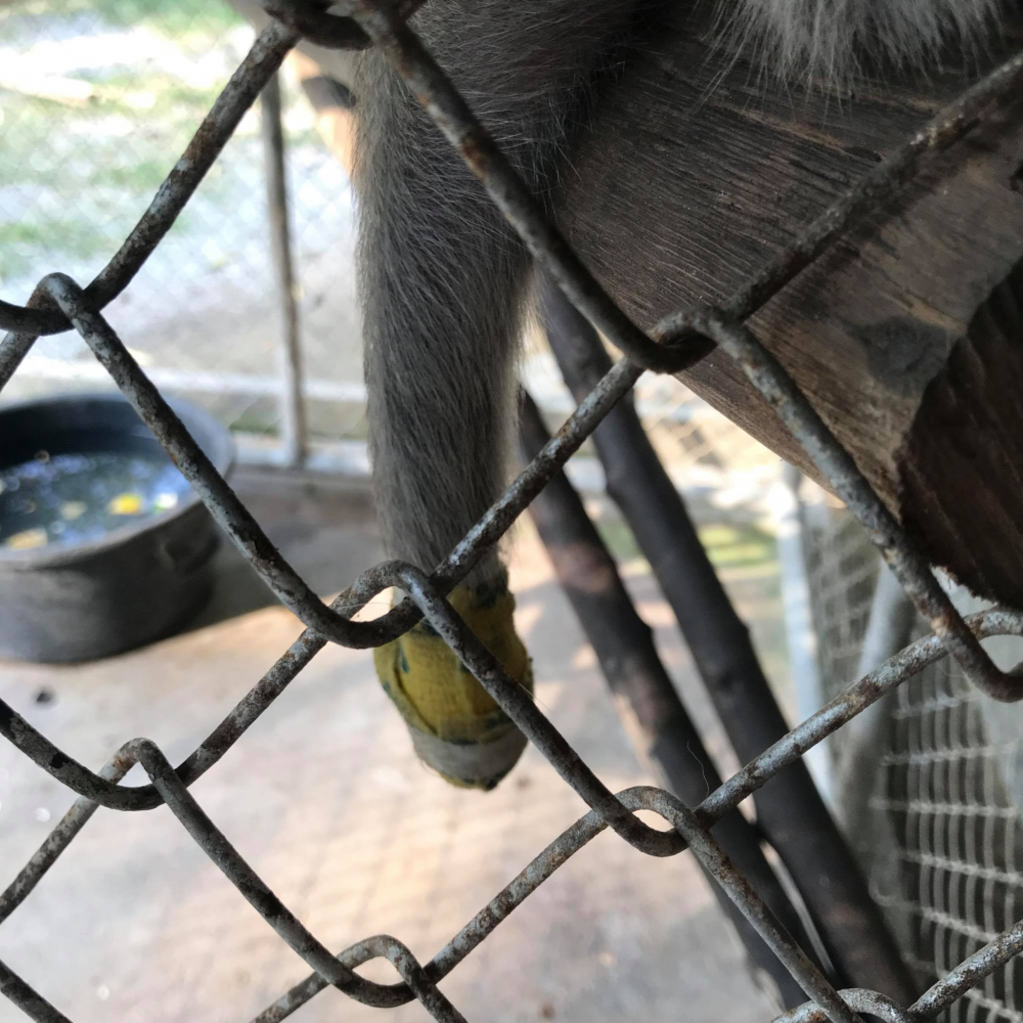 Monkey missing the family that raised it