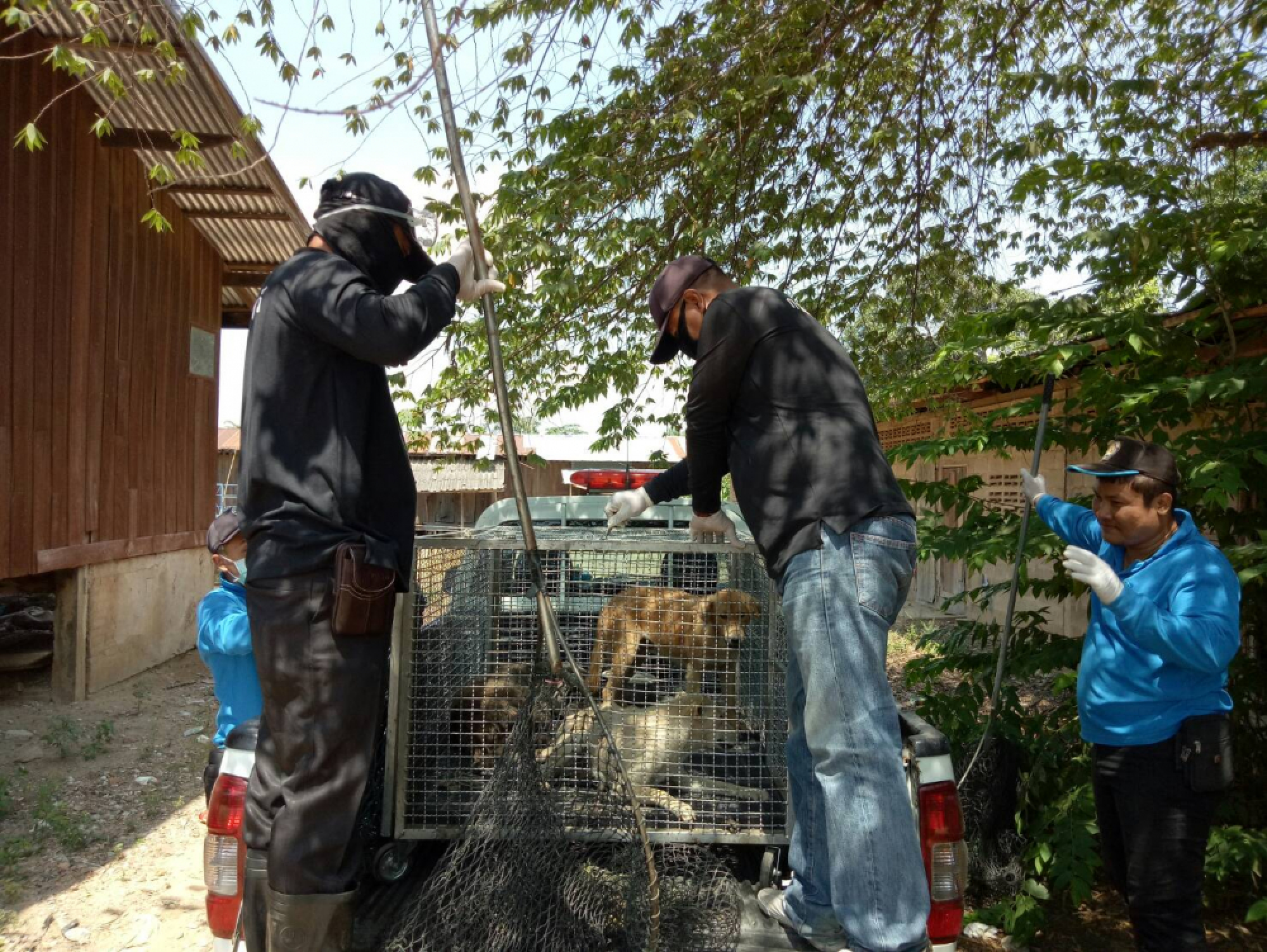 Pran Buri district, one tambon of Hua Hin declared rabies zones