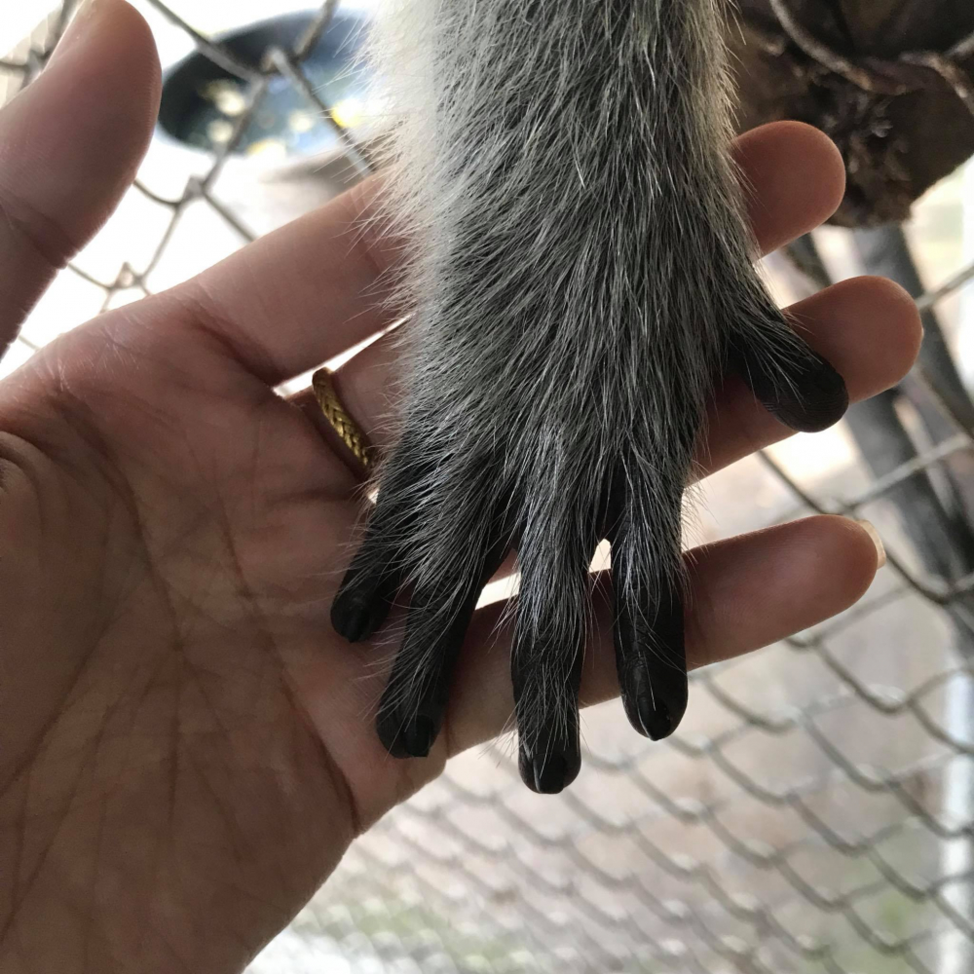 Monkey missing the family that raised it
