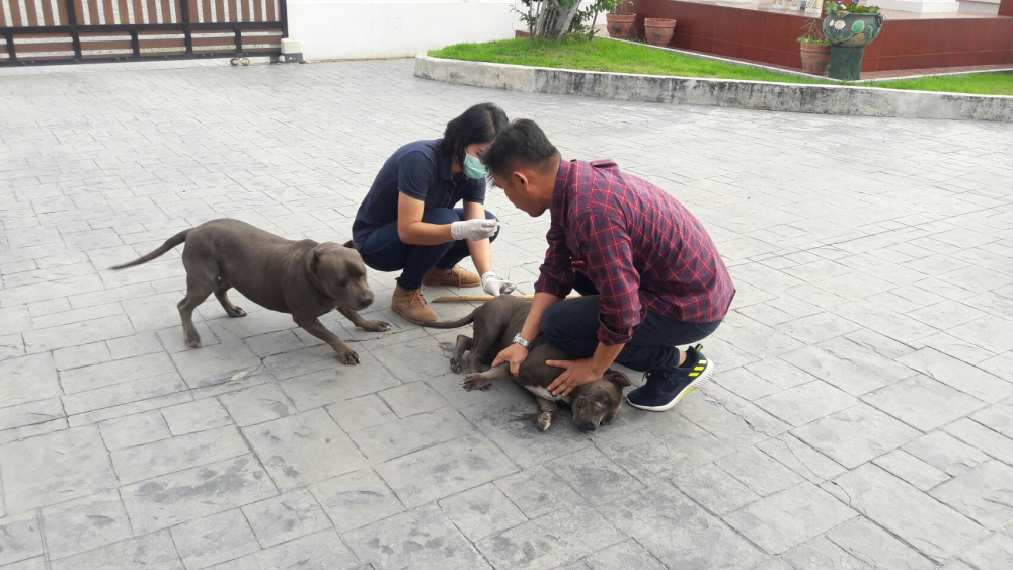 Rabies warning nationwide as infection rates ‘much worse’ than before