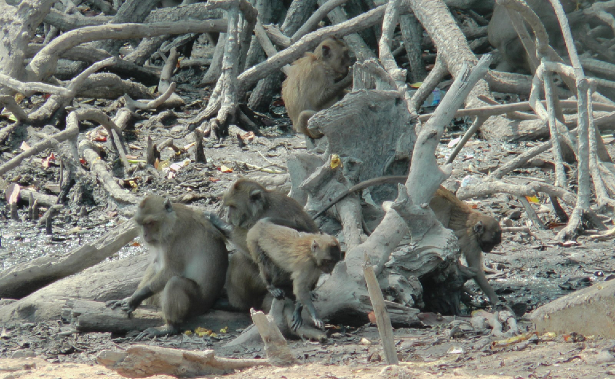 Phuket to hold public hearings on plan to isolate monkeys