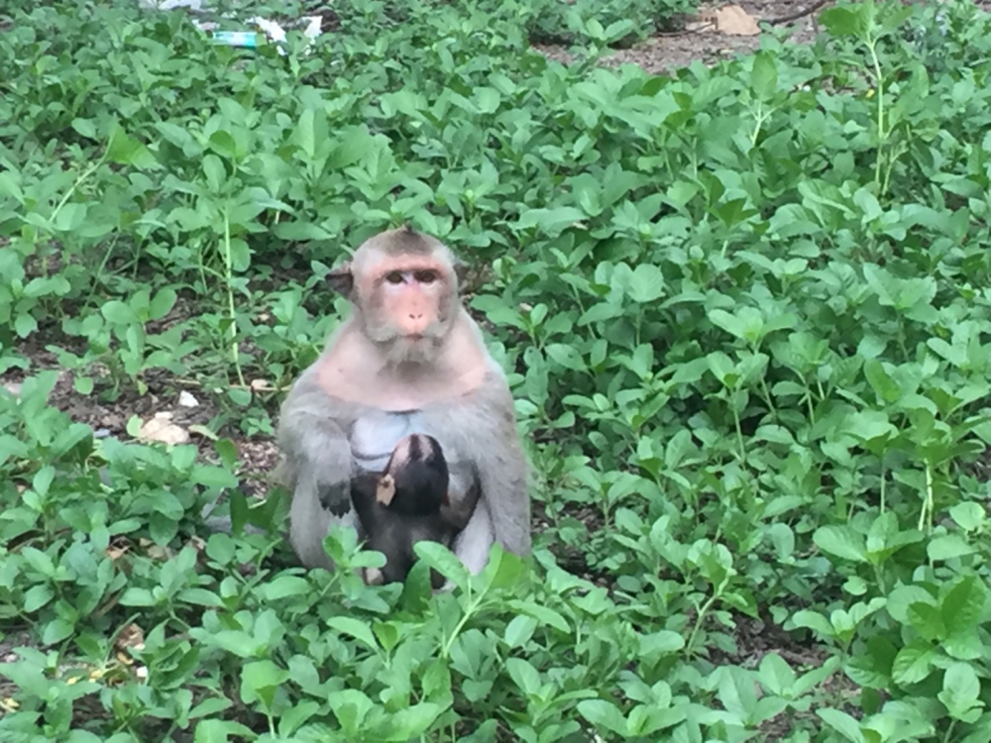 Phuket to hold public hearings on plan to isolate monkeys