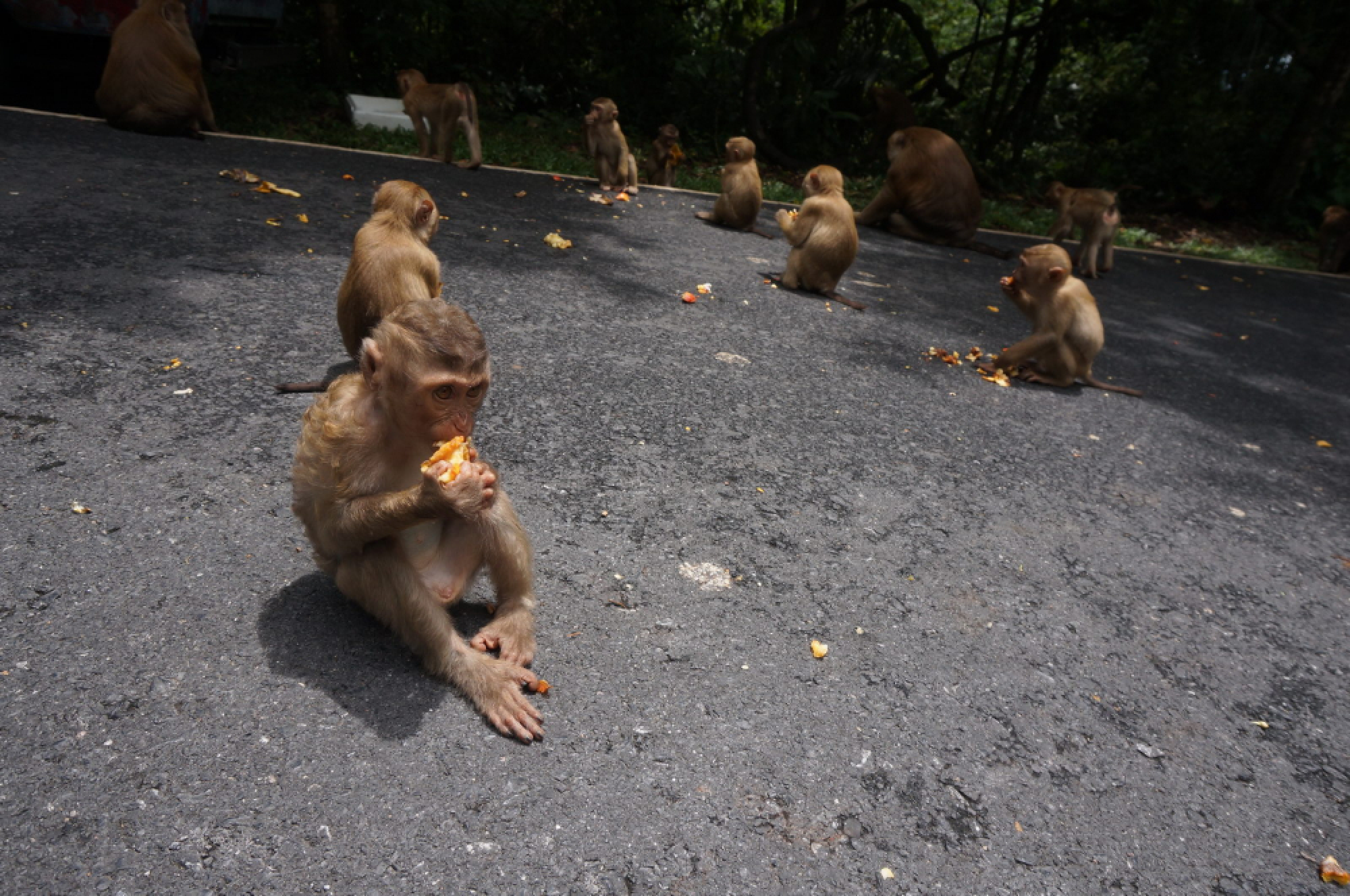 Satun reveals its 'monkey islet' pilot since 2016 as govt seeks islands for monkeys